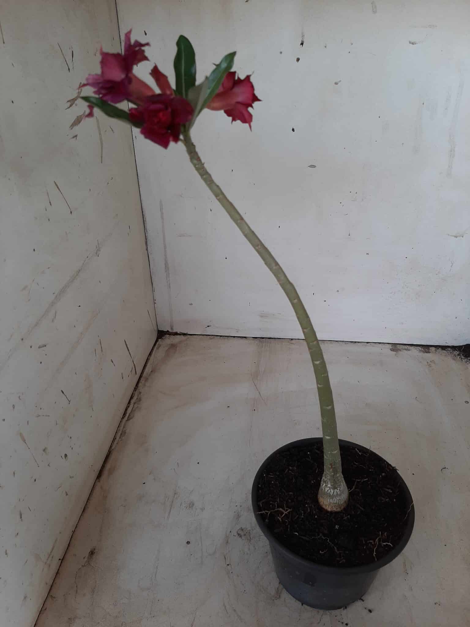 Planta Dobrada 2360 – 30cm – 01 ano
