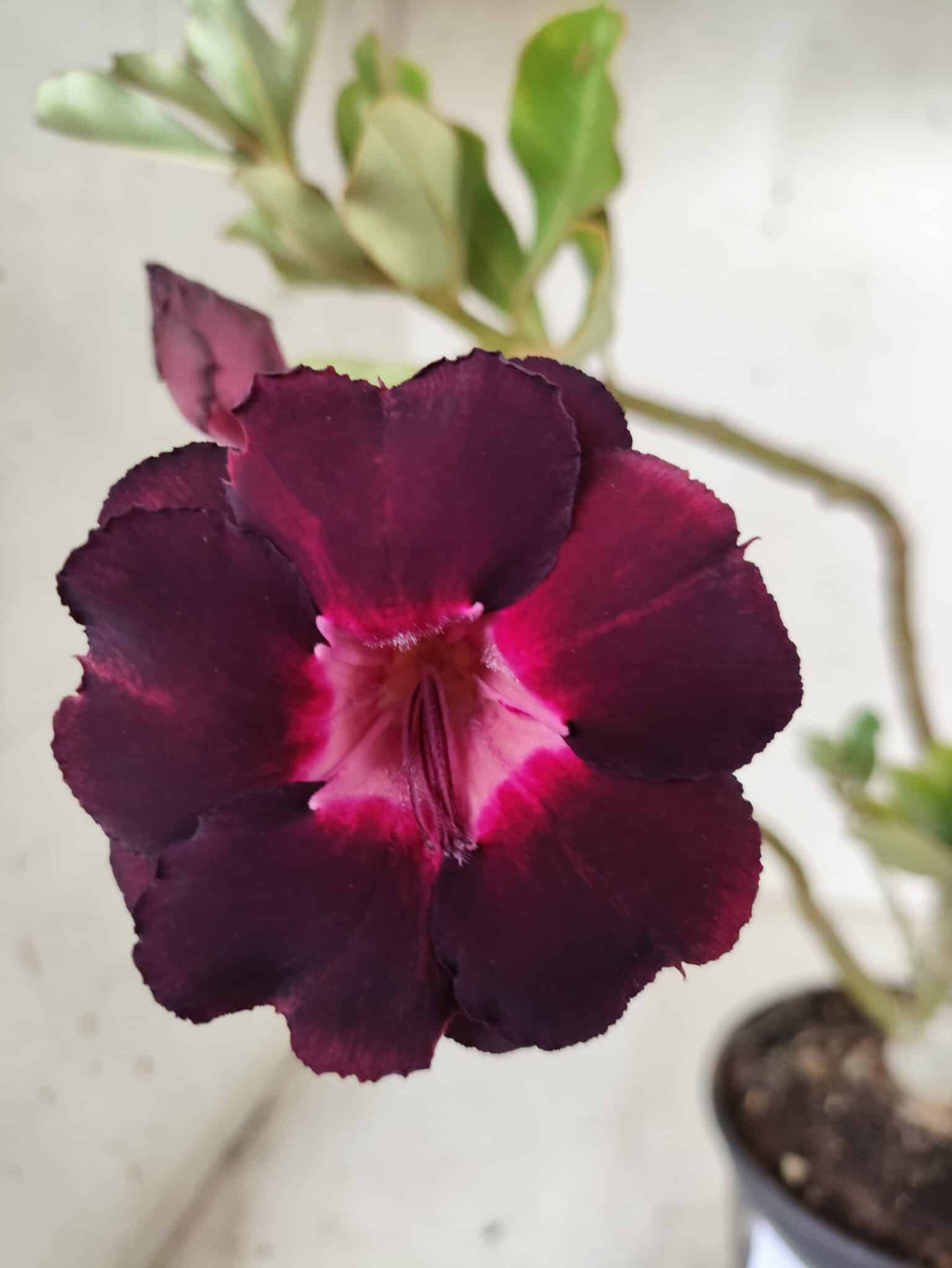 Planta Dobrada 2446 – 30cm – 02 anos