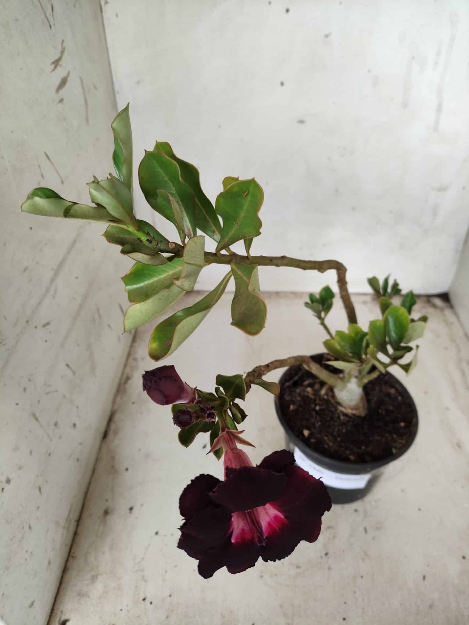 Planta Dobrada 2446 – 30cm – 02 anos