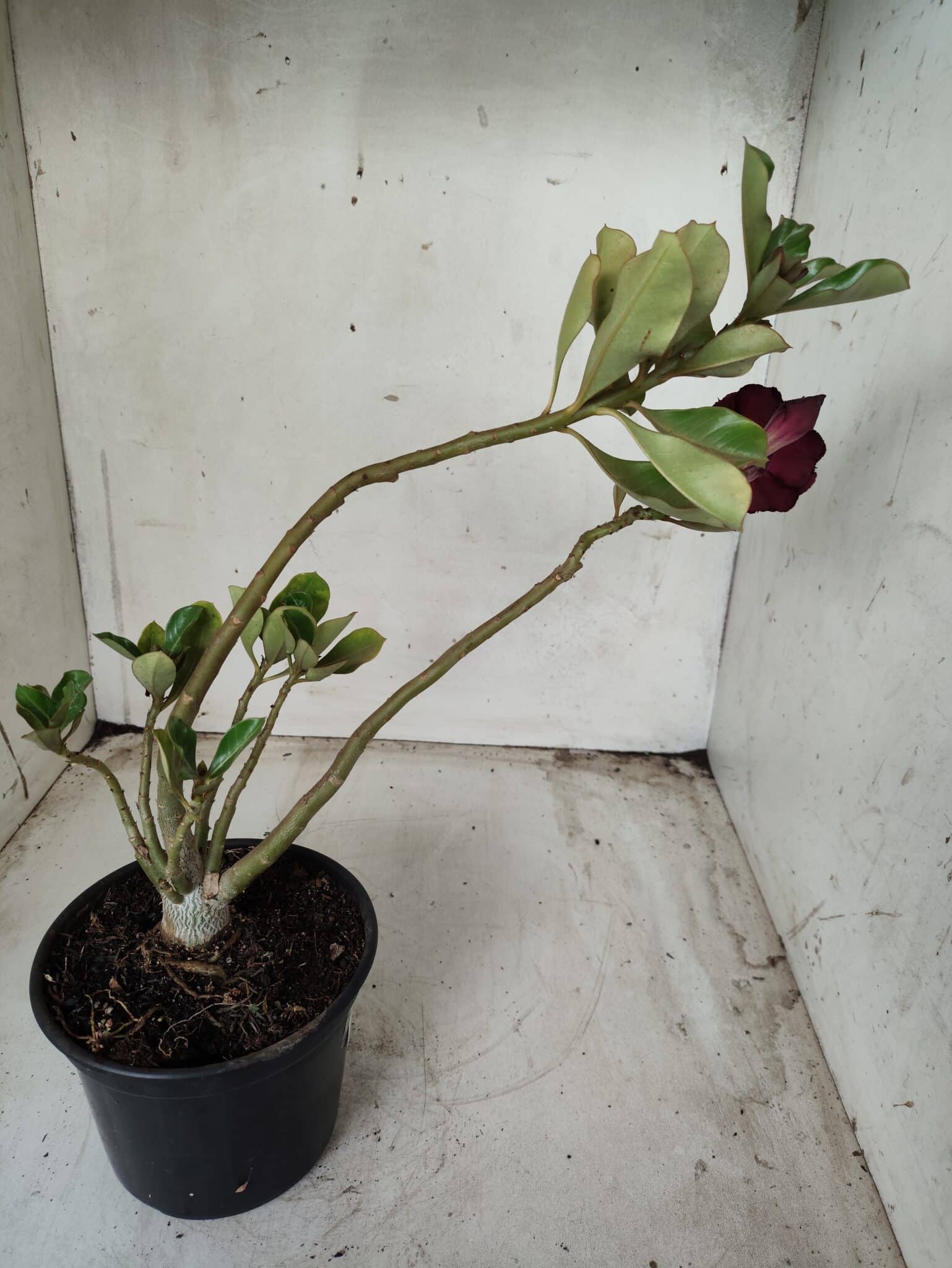 Planta Dobrada 2446 – 30cm – 02 anos