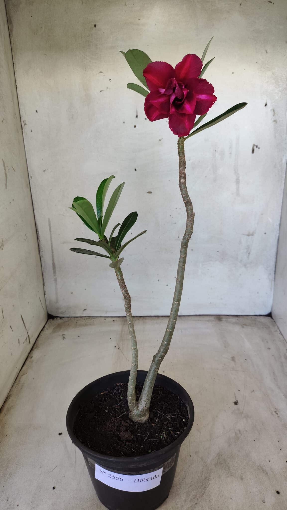 Planta Dobrada 2556 – 30cm – 02 anos