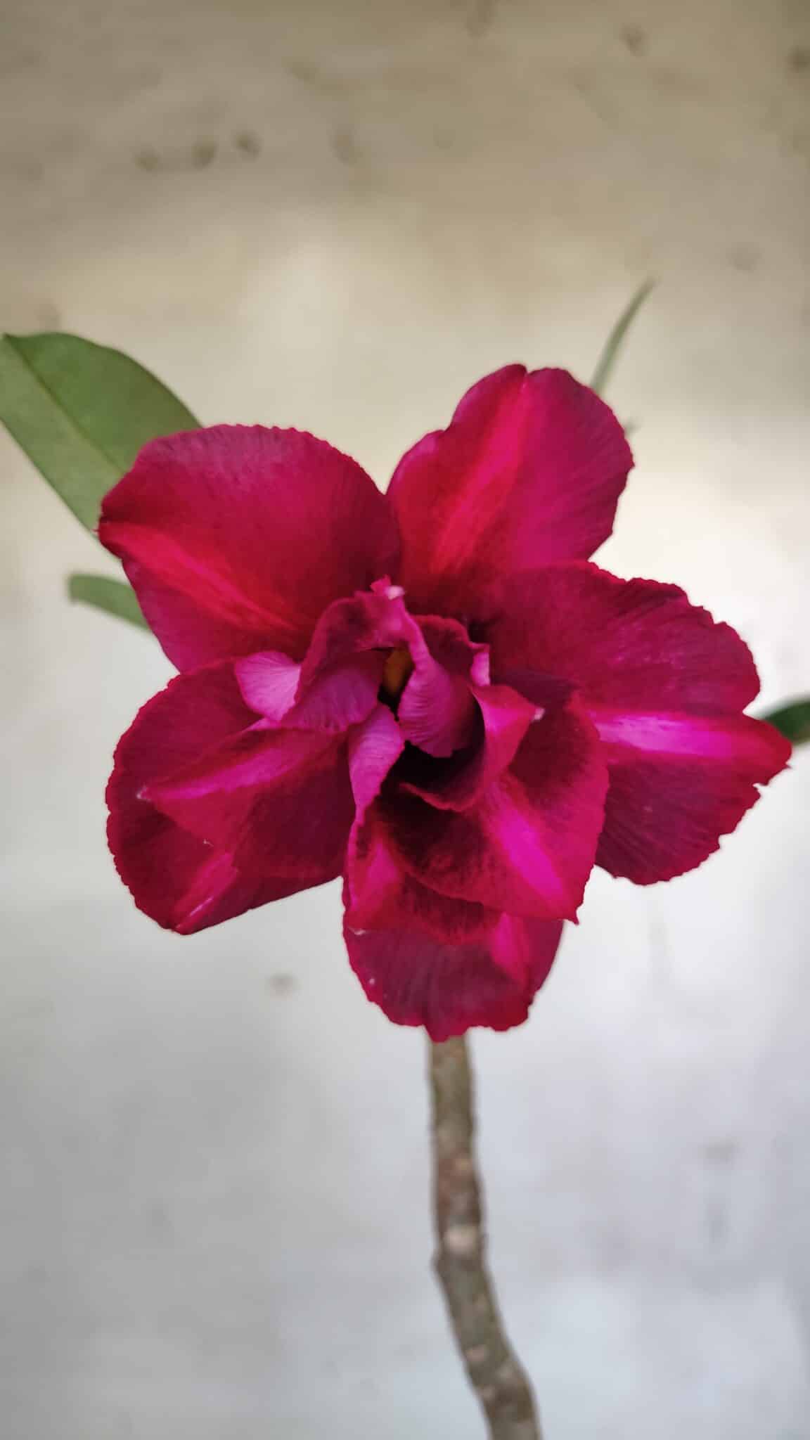 Planta Dobrada 2556 – 30cm – 02 anos