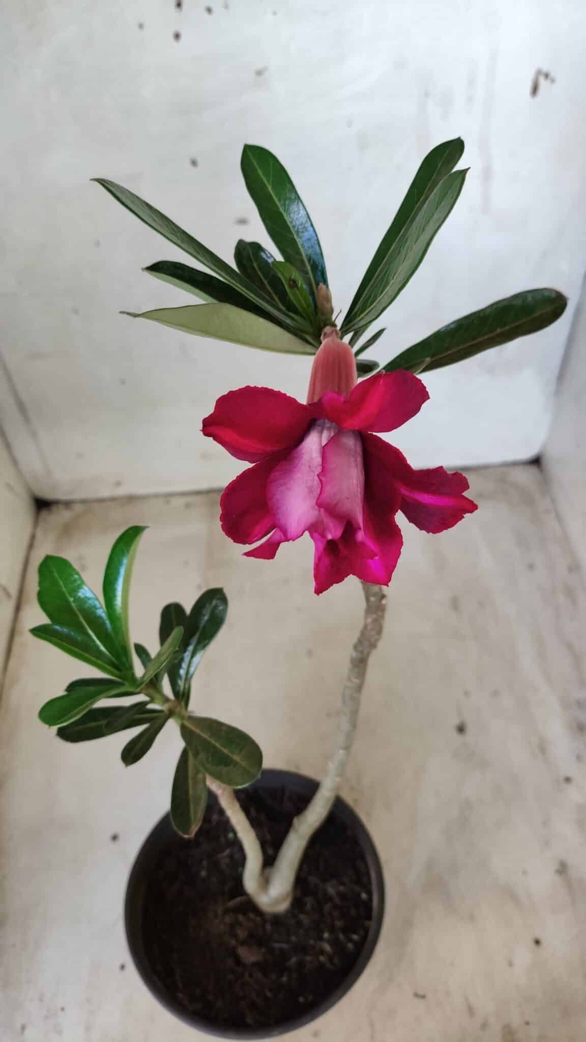 Planta Dobrada 2556 – 30cm – 02 anos