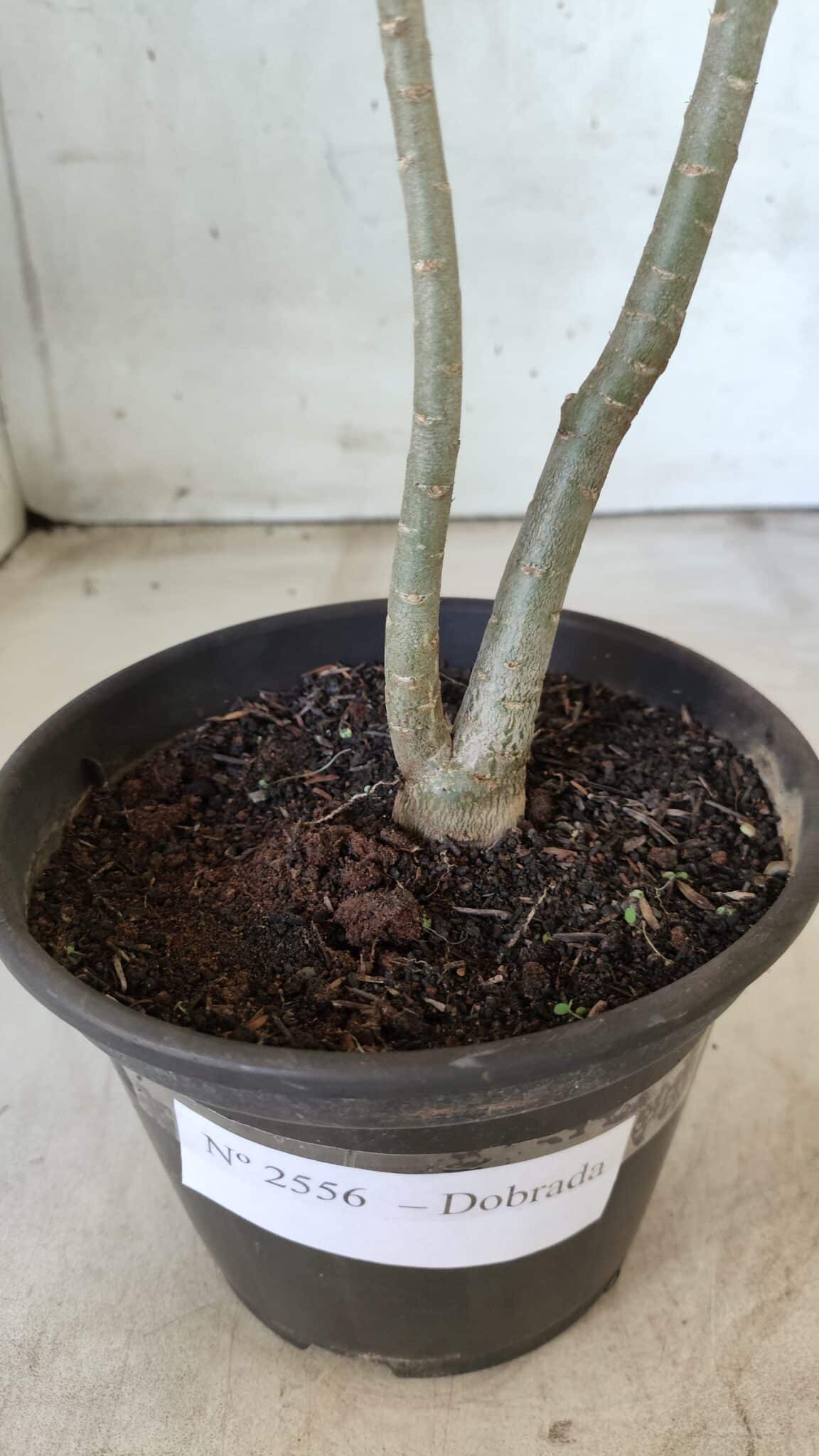 Planta Dobrada 2556 – 30cm – 02 anos