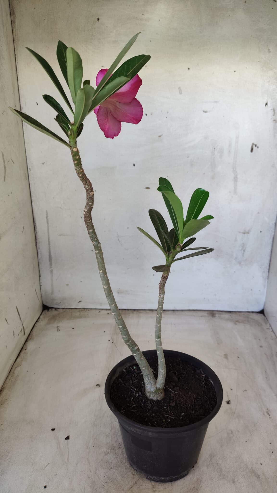 Planta Dobrada 2556 – 30cm – 02 anos