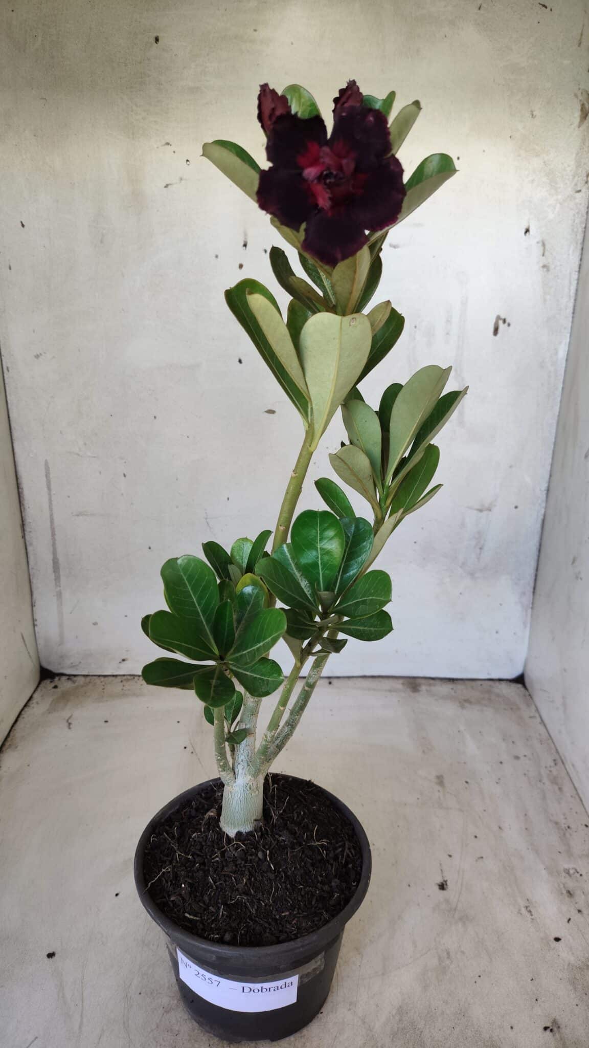 Planta Dobrada 2557 – 30cm – 02 anos