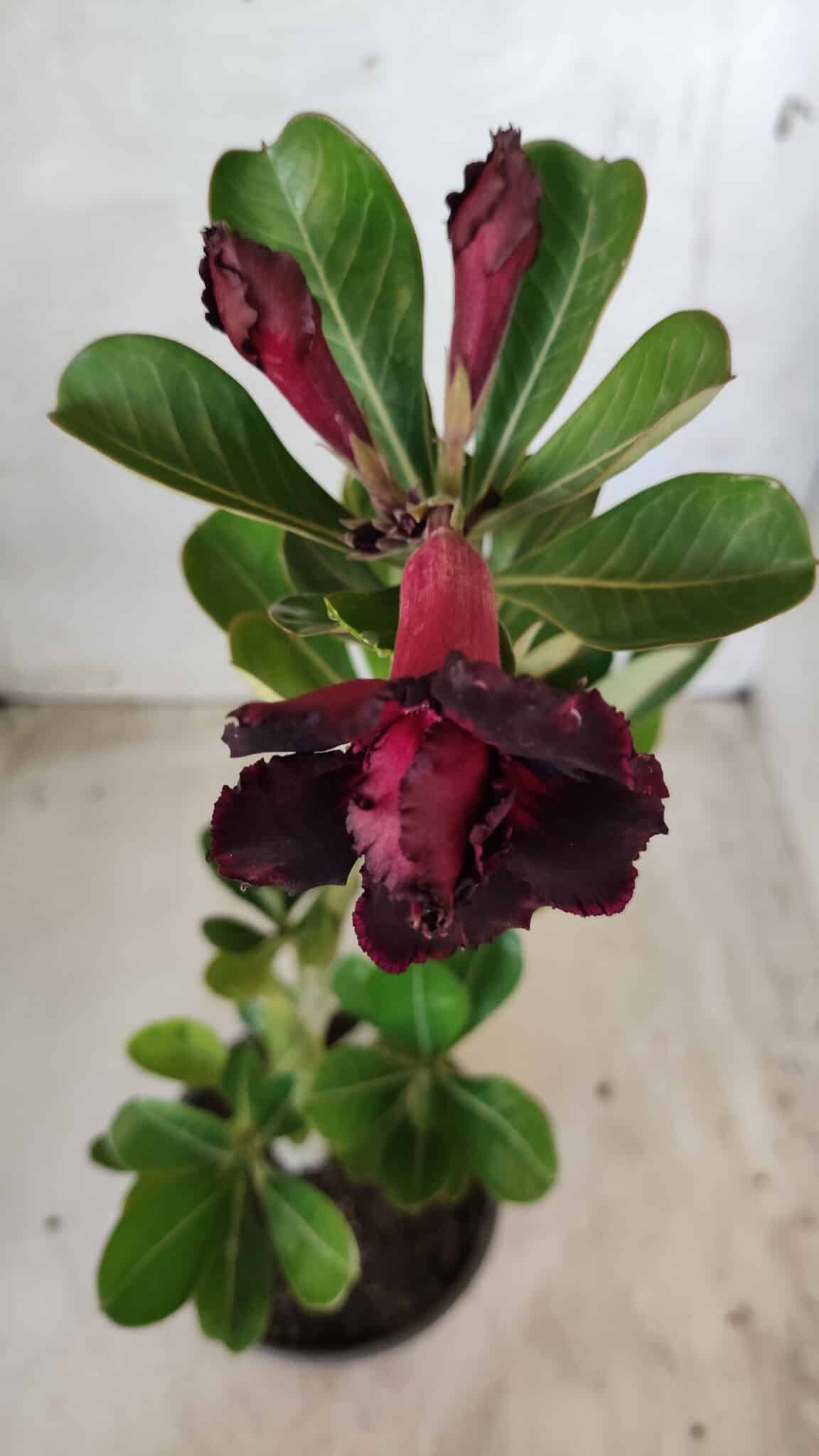Planta Dobrada 2557 – 30cm – 02 anos