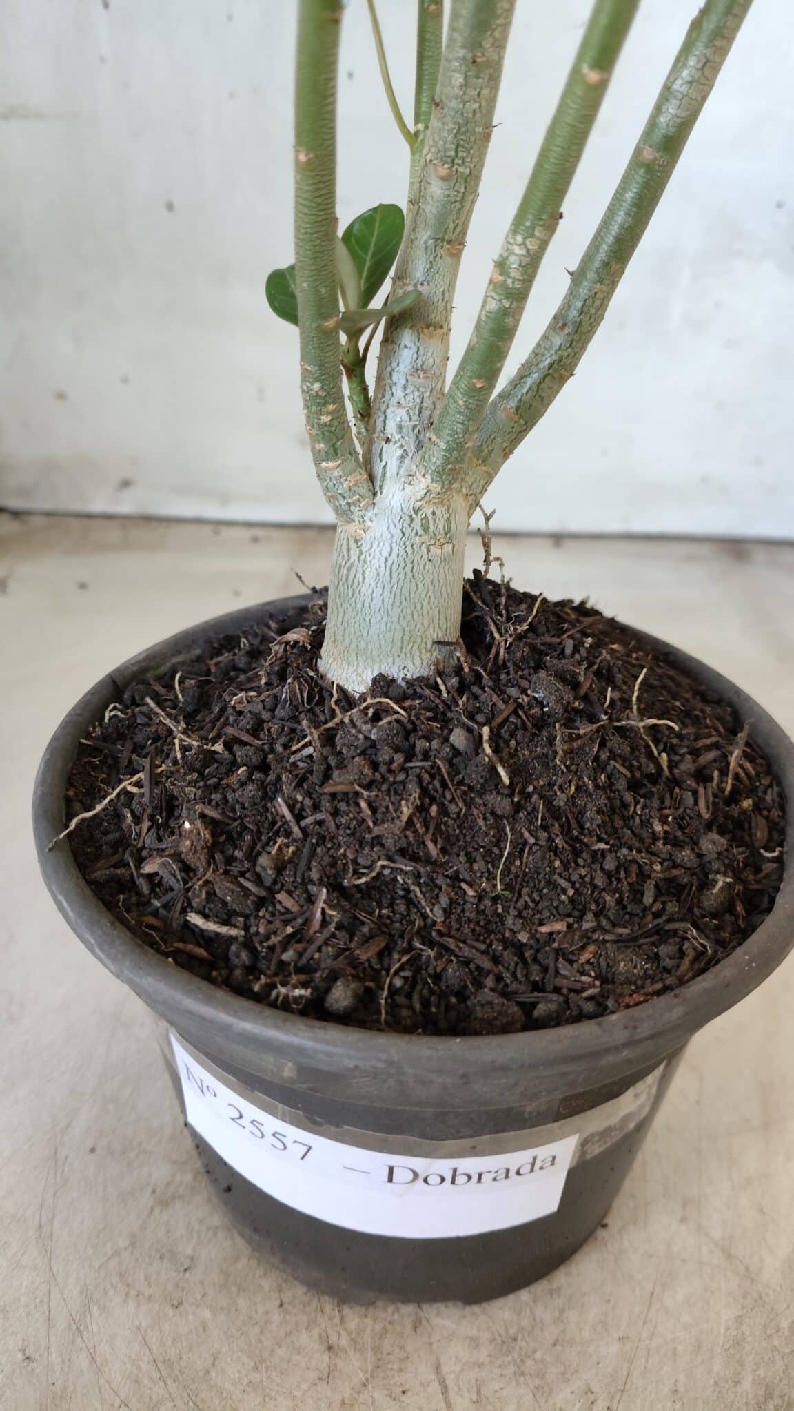 Planta Dobrada 2557 – 30cm – 02 anos