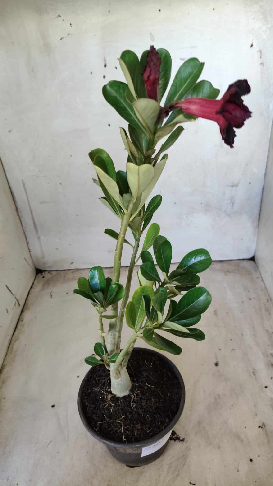 Planta Dobrada 2557 – 30cm – 02 anos