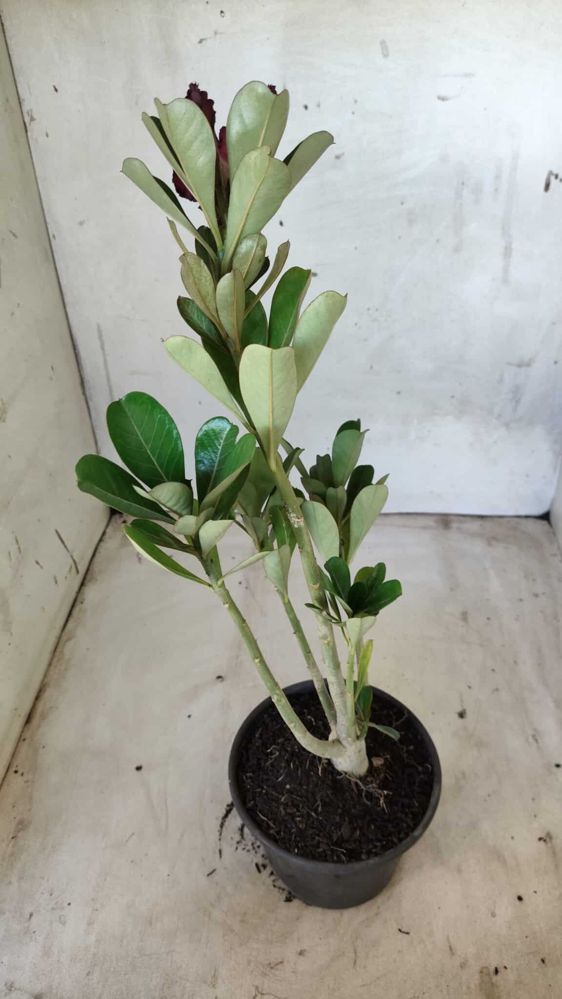 Planta Dobrada 2557 – 30cm – 02 anos