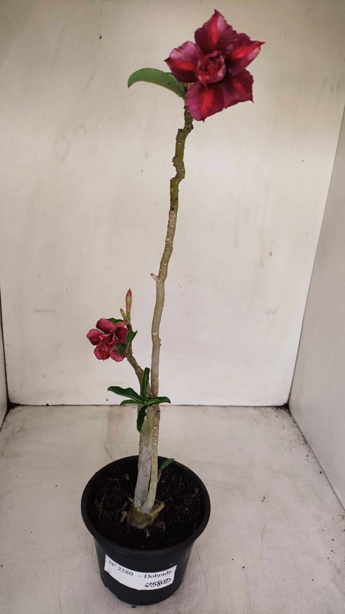Planta Dobrada 2580 – 30cm – 02 anos - foto 2
