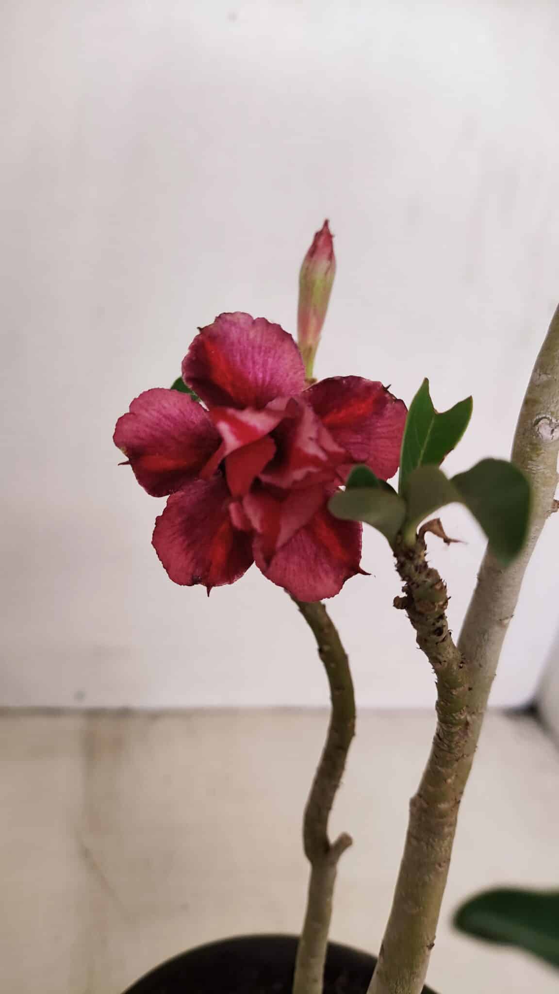Planta Dobrada 2580 – 30cm – 02 anos - foto 4