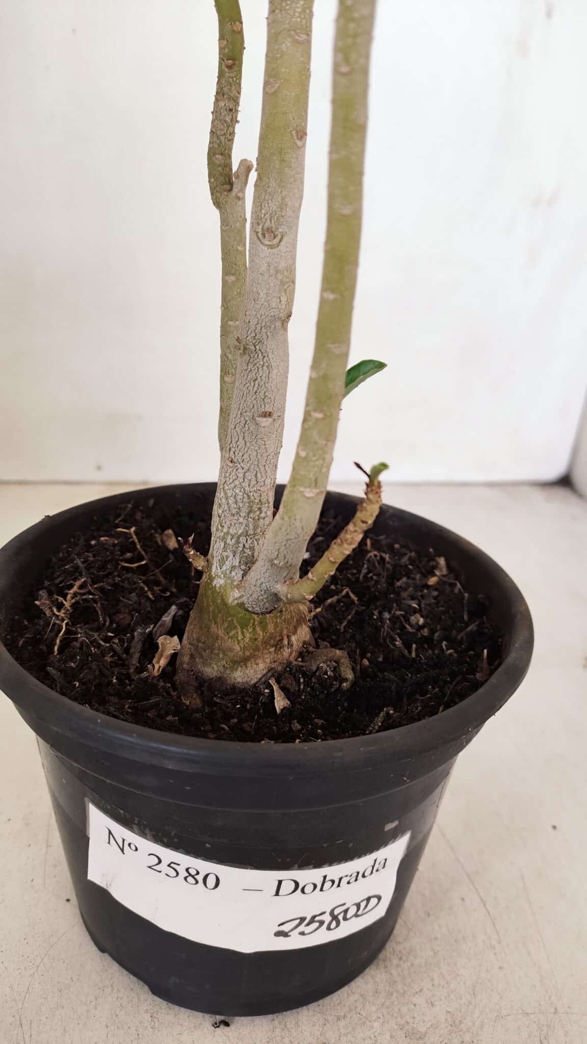 Planta Dobrada 2580 – 30cm – 02 anos - foto 6