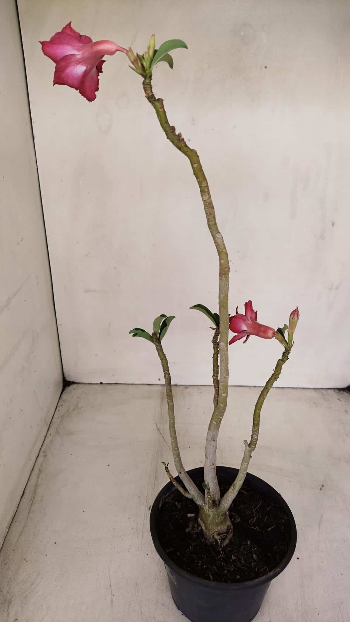 Planta Dobrada 2580 – 30cm – 02 anos - foto 5