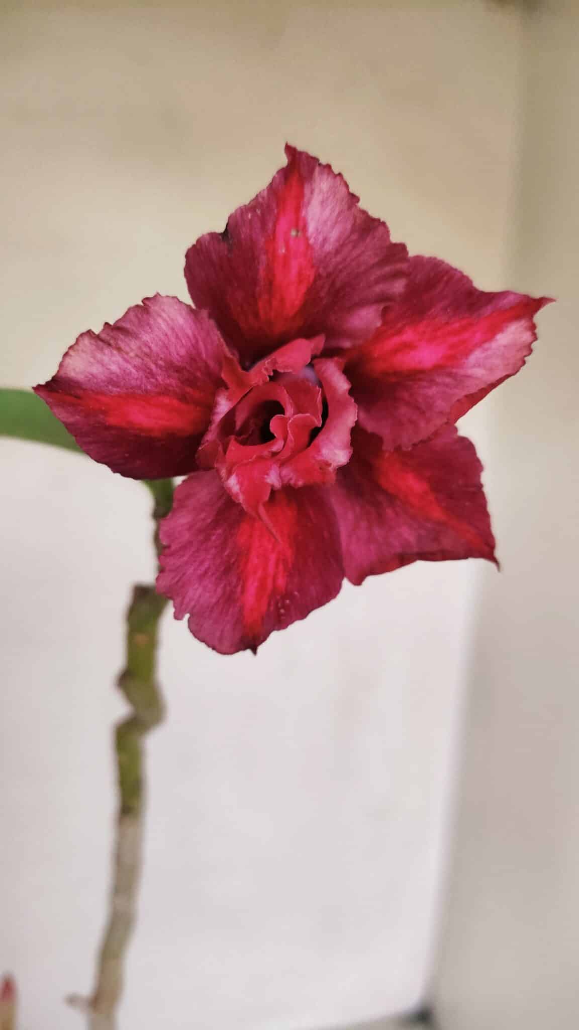 Planta Dobrada 2580 – 30cm – 02 anos - foto 3