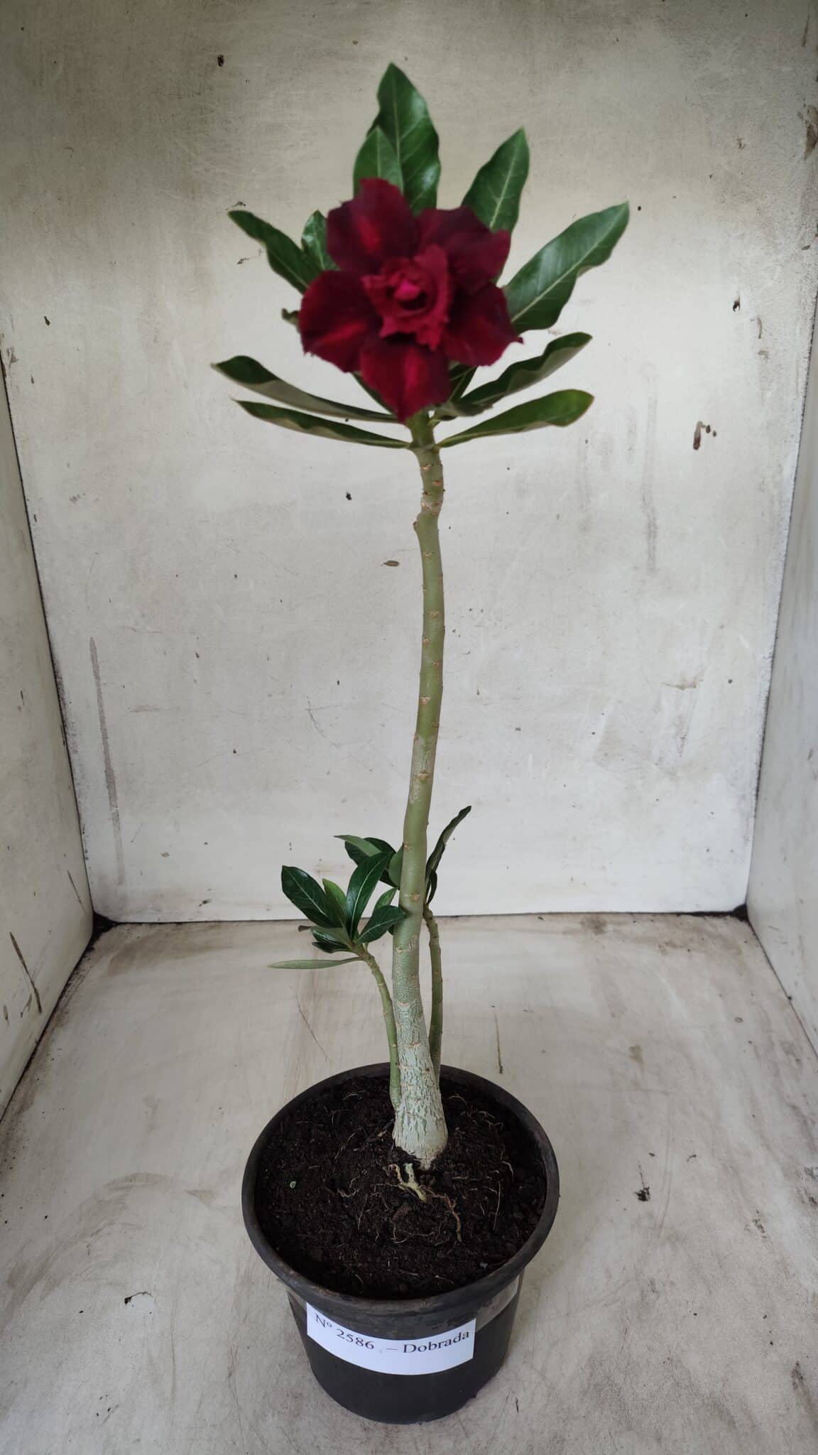 Planta Dobrada 2586 – 30cm – 02 anos