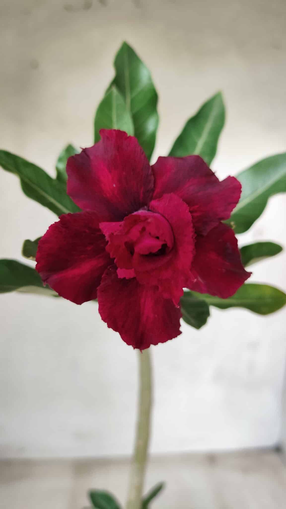 Planta Dobrada 2586 – 30cm – 02 anos