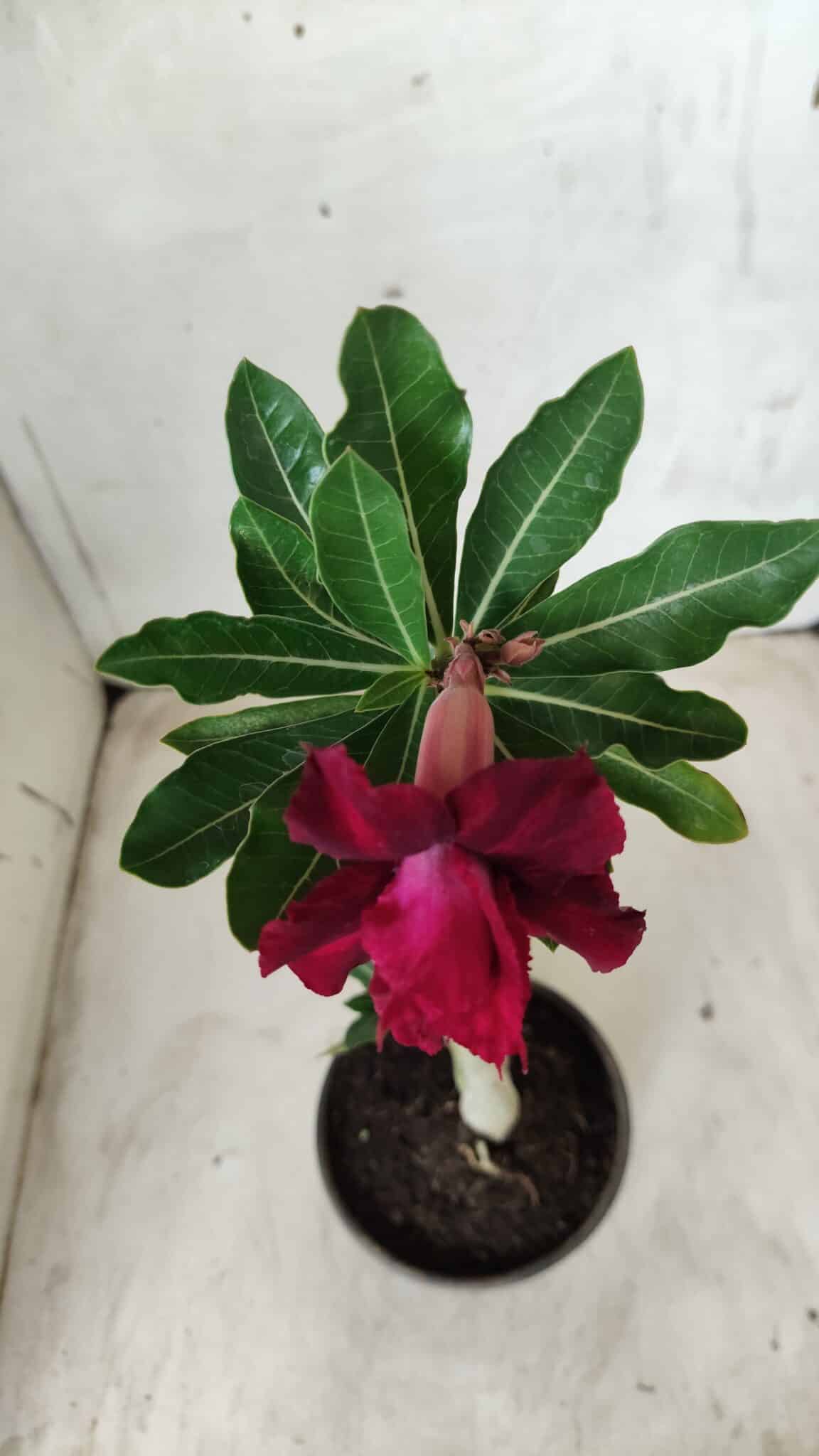 Planta Dobrada 2586 – 30cm – 02 anos