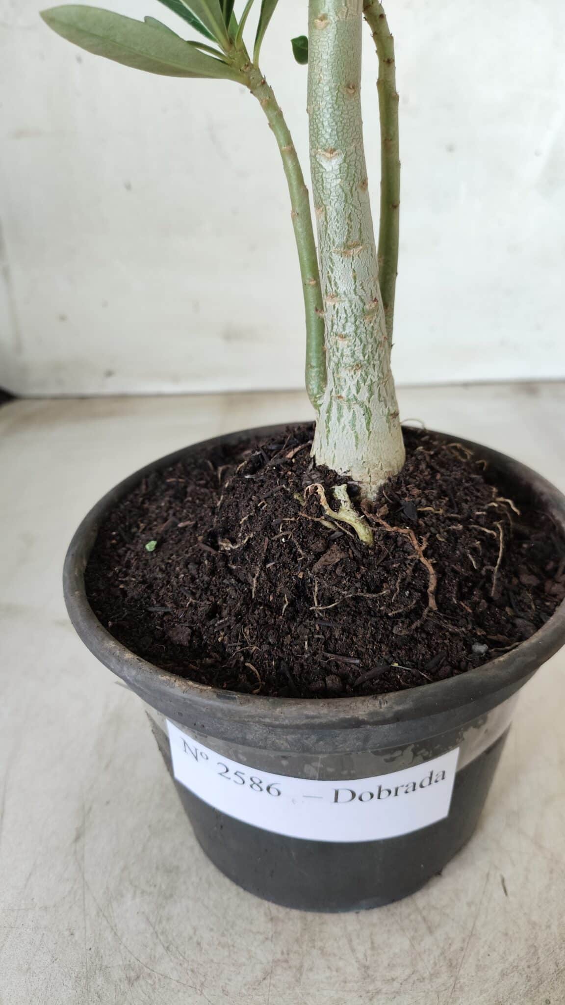 Planta Dobrada 2586 – 30cm – 02 anos