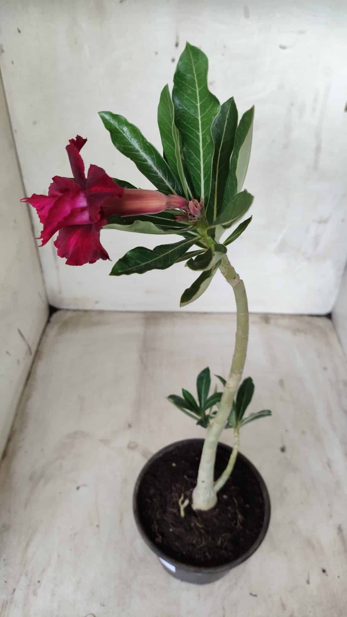 Planta Dobrada 2586 – 30cm – 02 anos