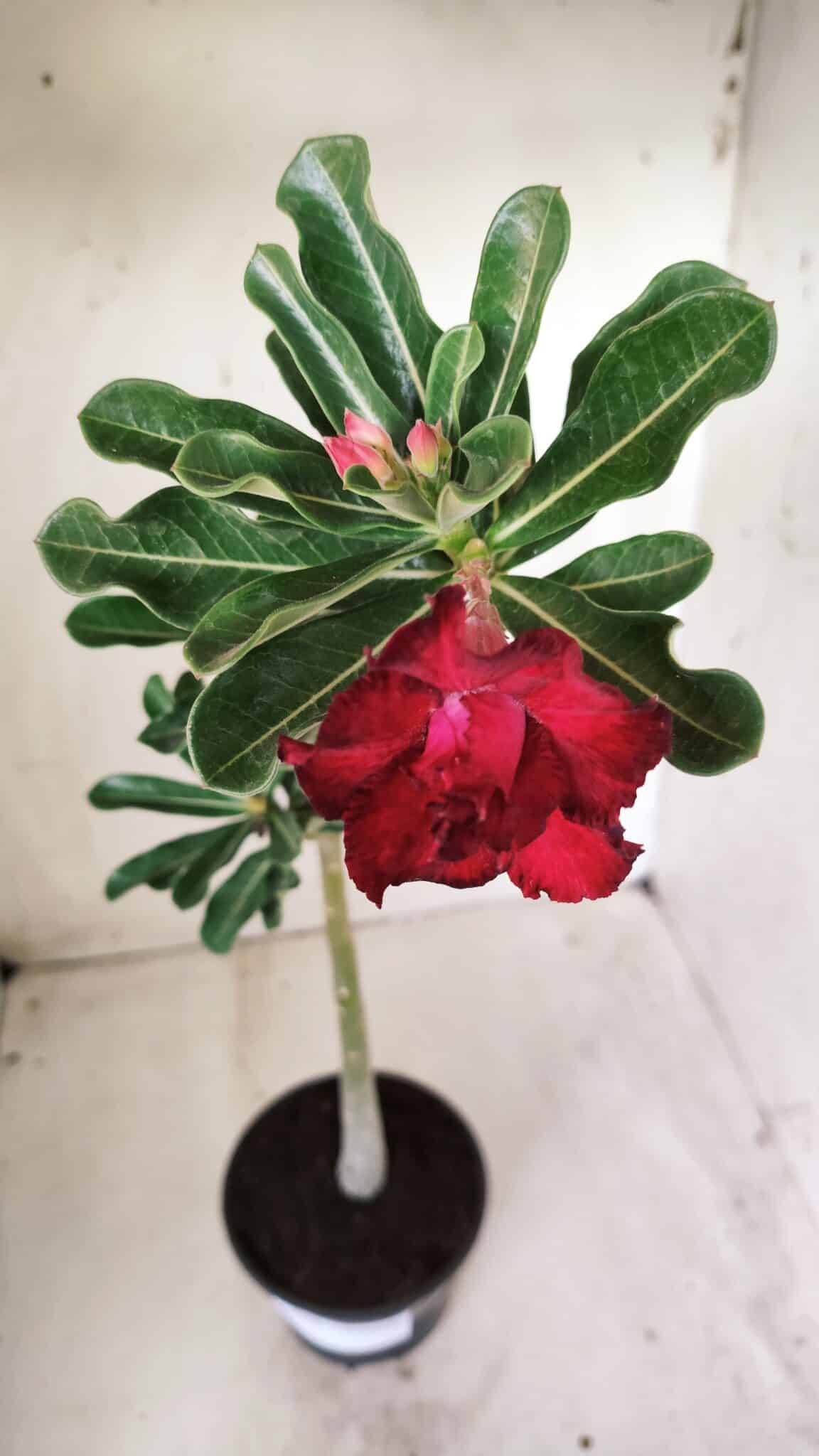 Planta Dobrada 2708  – 30cm – 02 anos