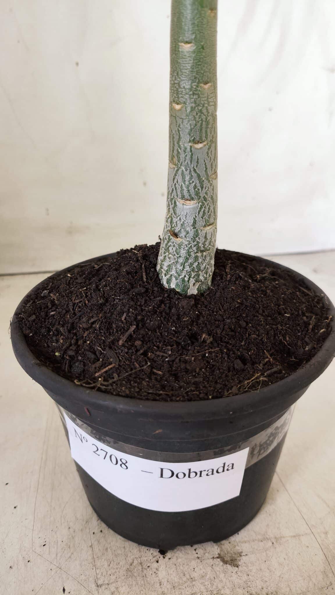Planta Dobrada 2708  – 30cm – 02 anos