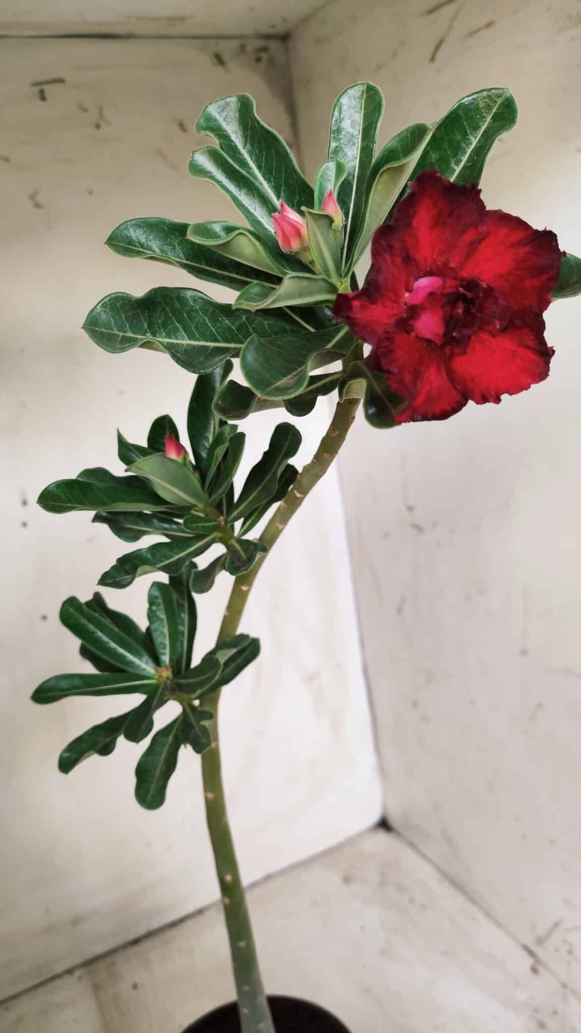 Planta Dobrada 2708  – 30cm – 02 anos