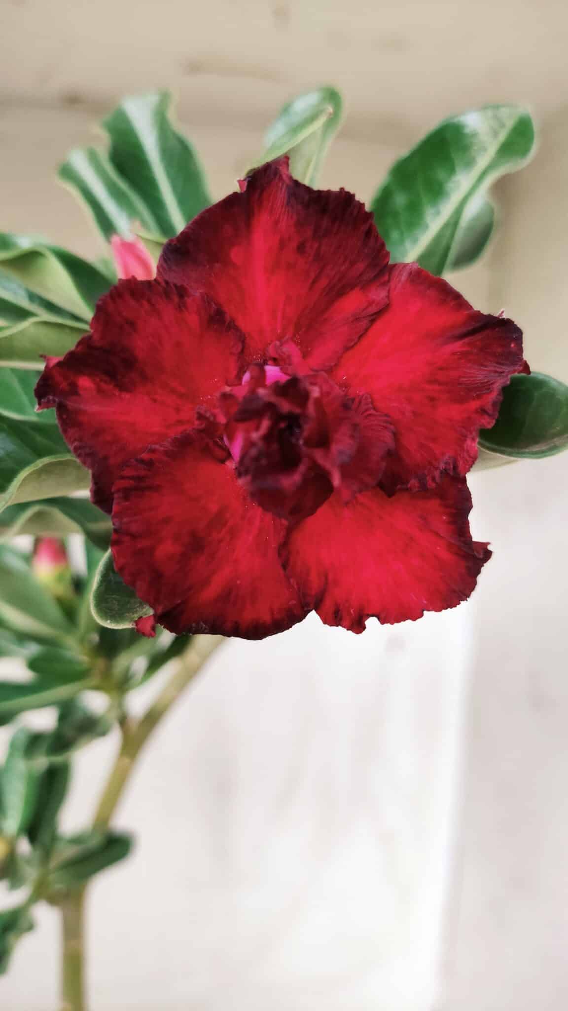 Planta Dobrada 2708  – 30cm – 02 anos