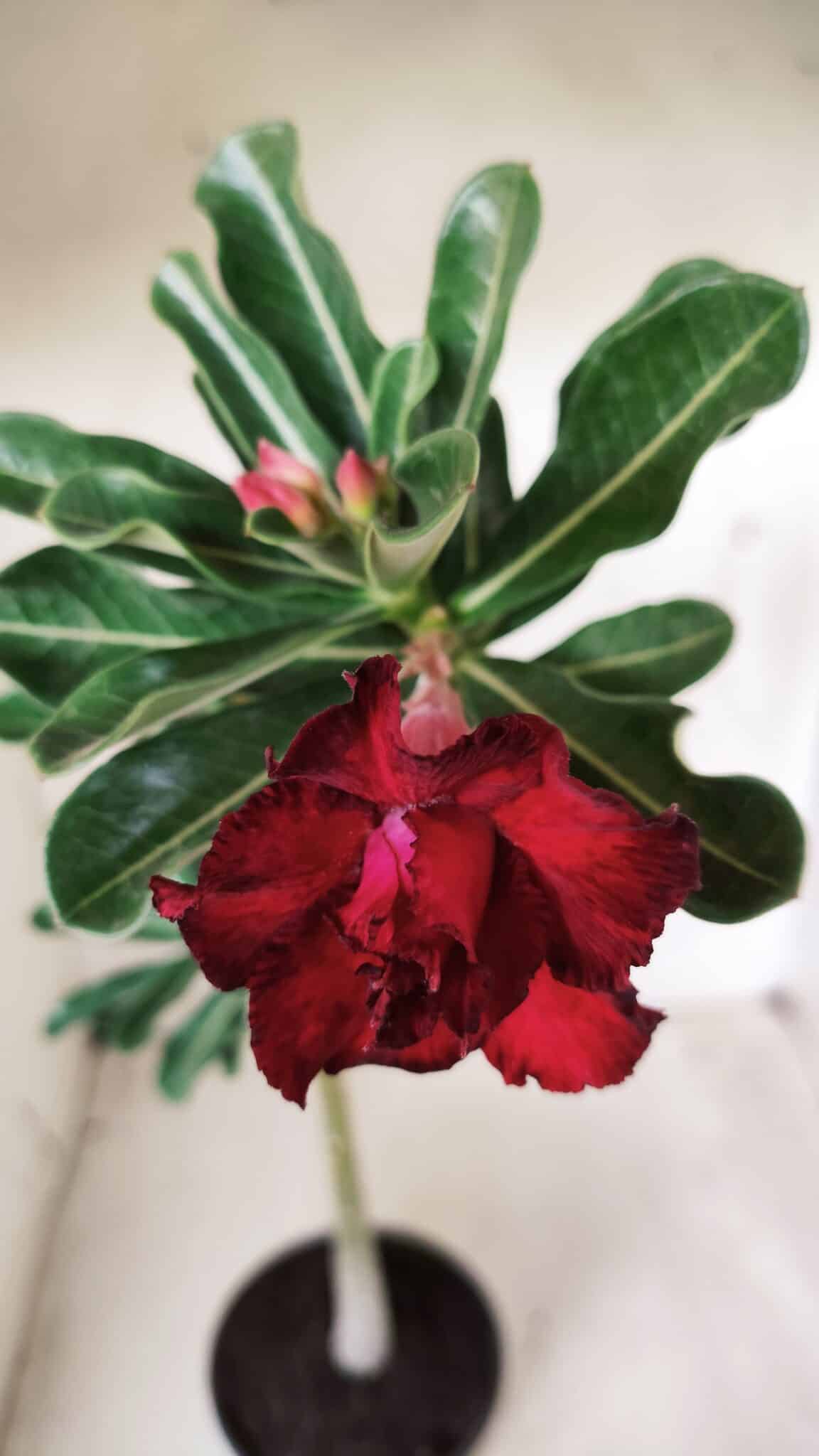 Planta Dobrada 2708  – 30cm – 02 anos