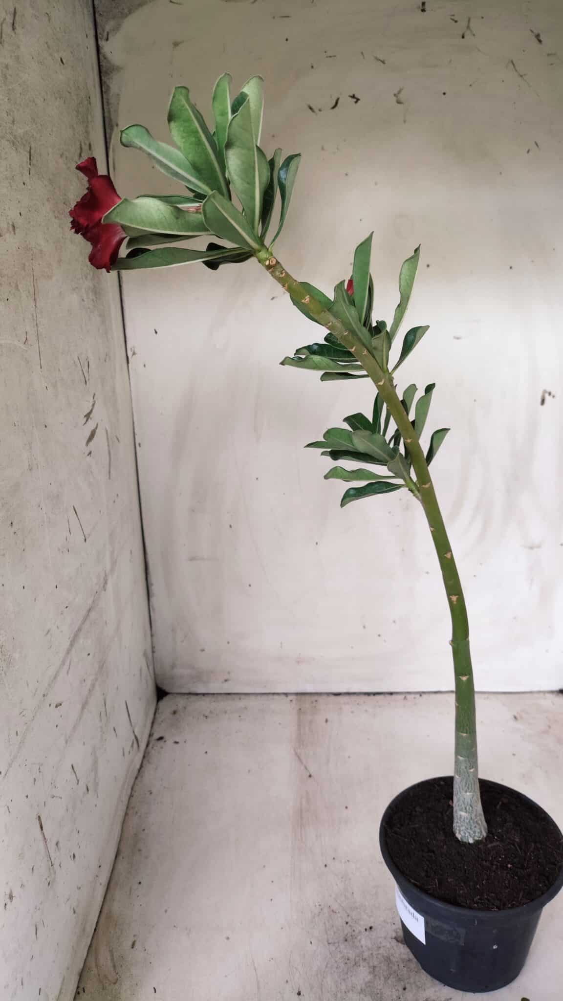 Planta Dobrada 2708  – 30cm – 02 anos