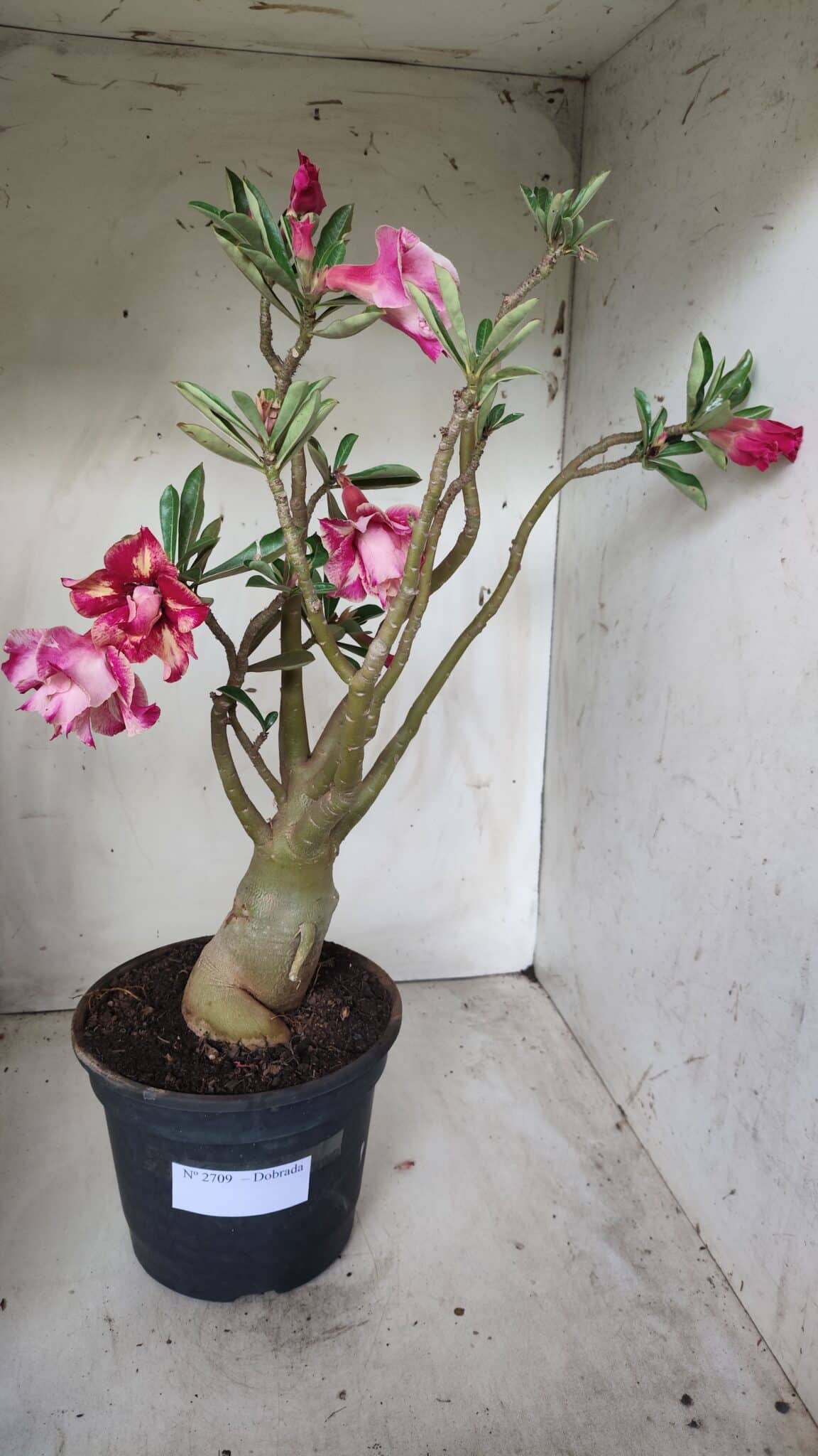 Planta Dobrada 2709  – 45cm – 04 anos