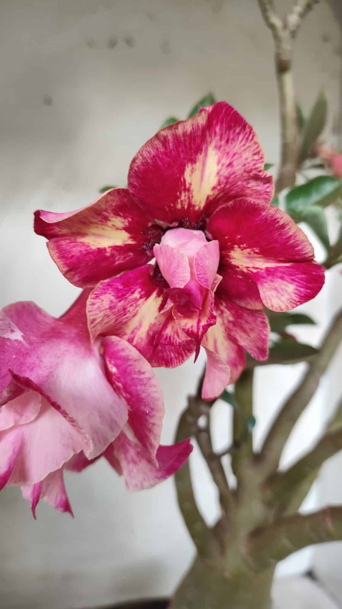 Planta Dobrada 2709  – 45cm – 04 anos