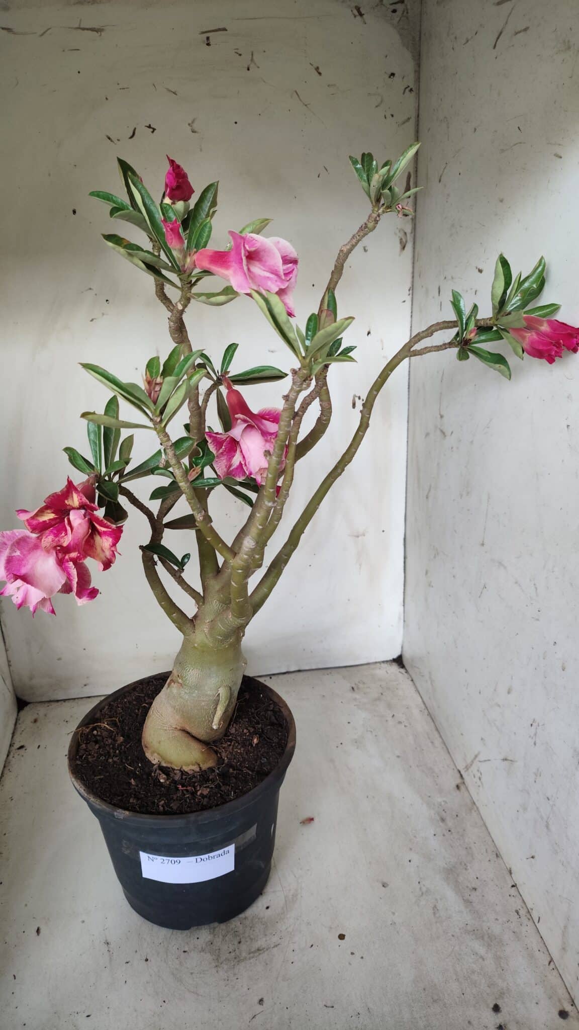Planta Dobrada 2709  – 45cm – 04 anos