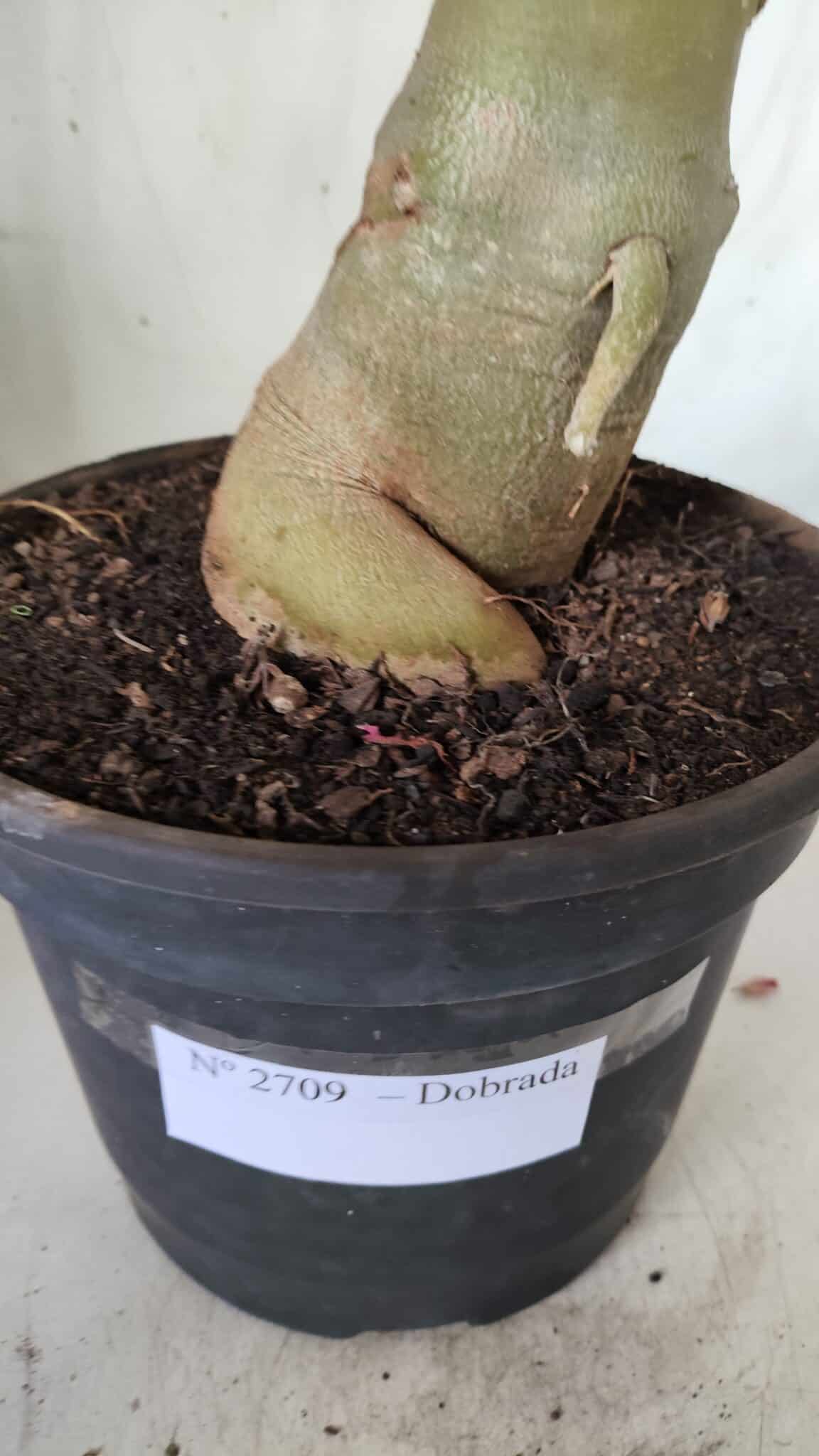 Planta Dobrada 2709  – 45cm – 04 anos