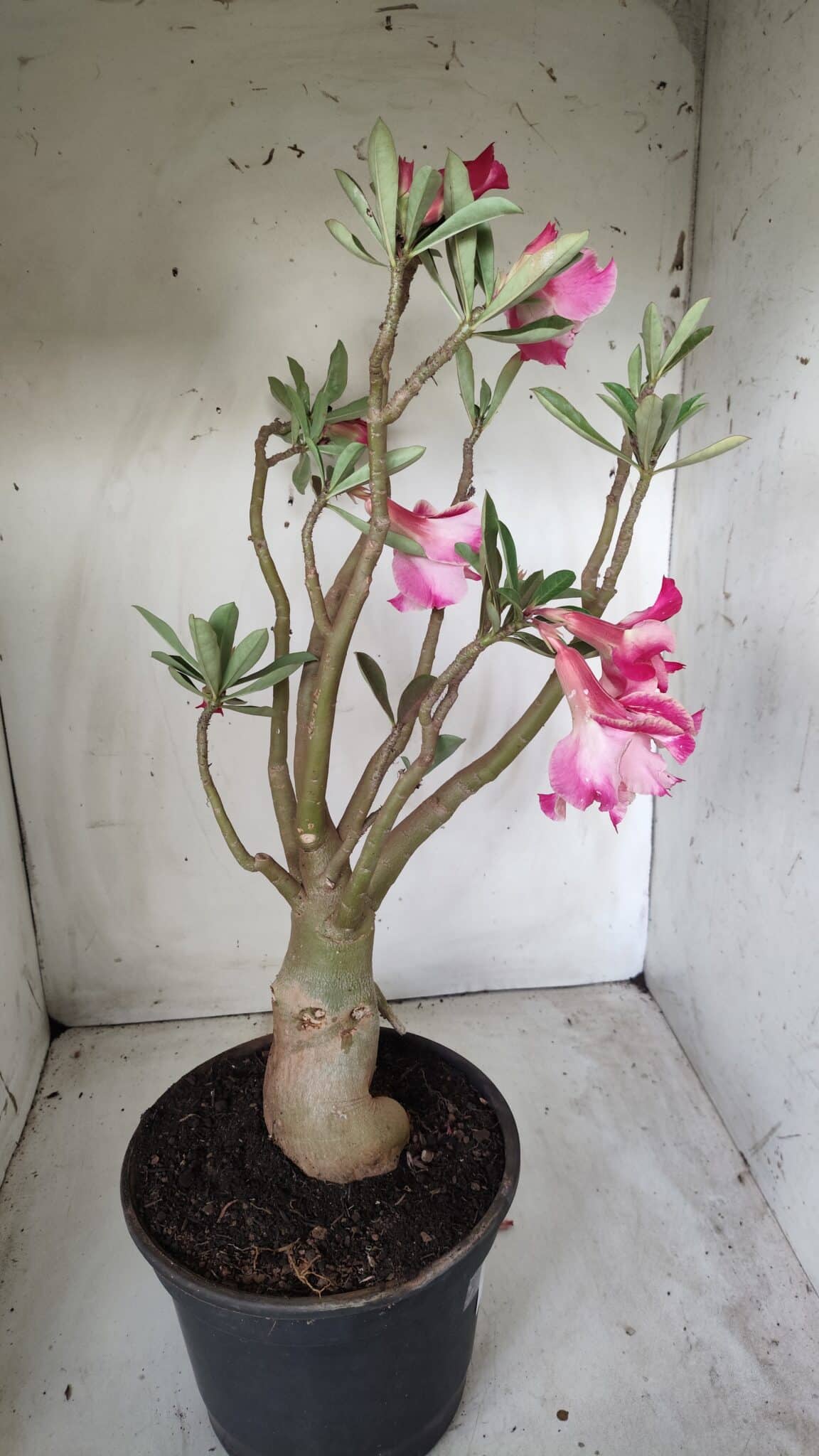 Planta Dobrada 2709  – 45cm – 04 anos