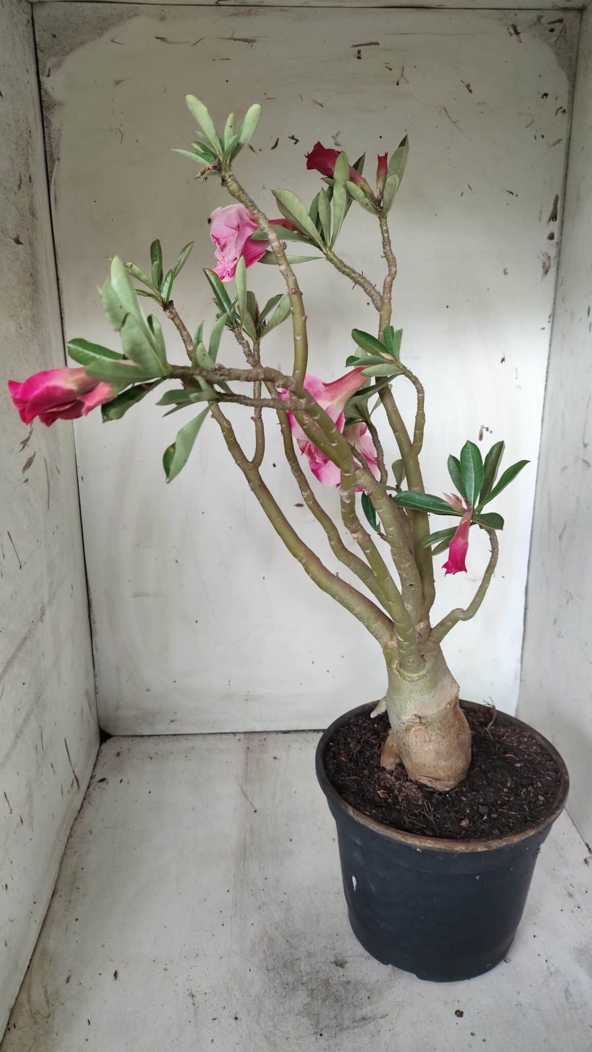 Planta Dobrada 2709  – 45cm – 04 anos
