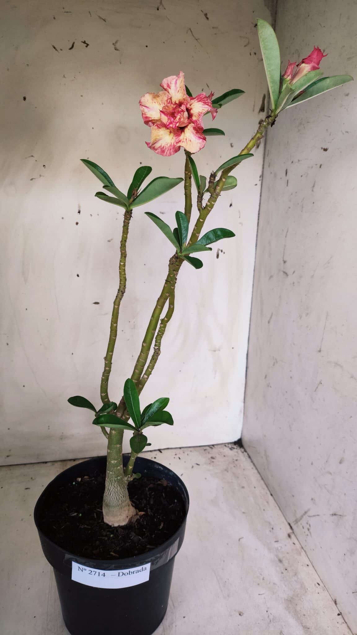 Planta Dobrada 2714  – 45cm – 03 anos