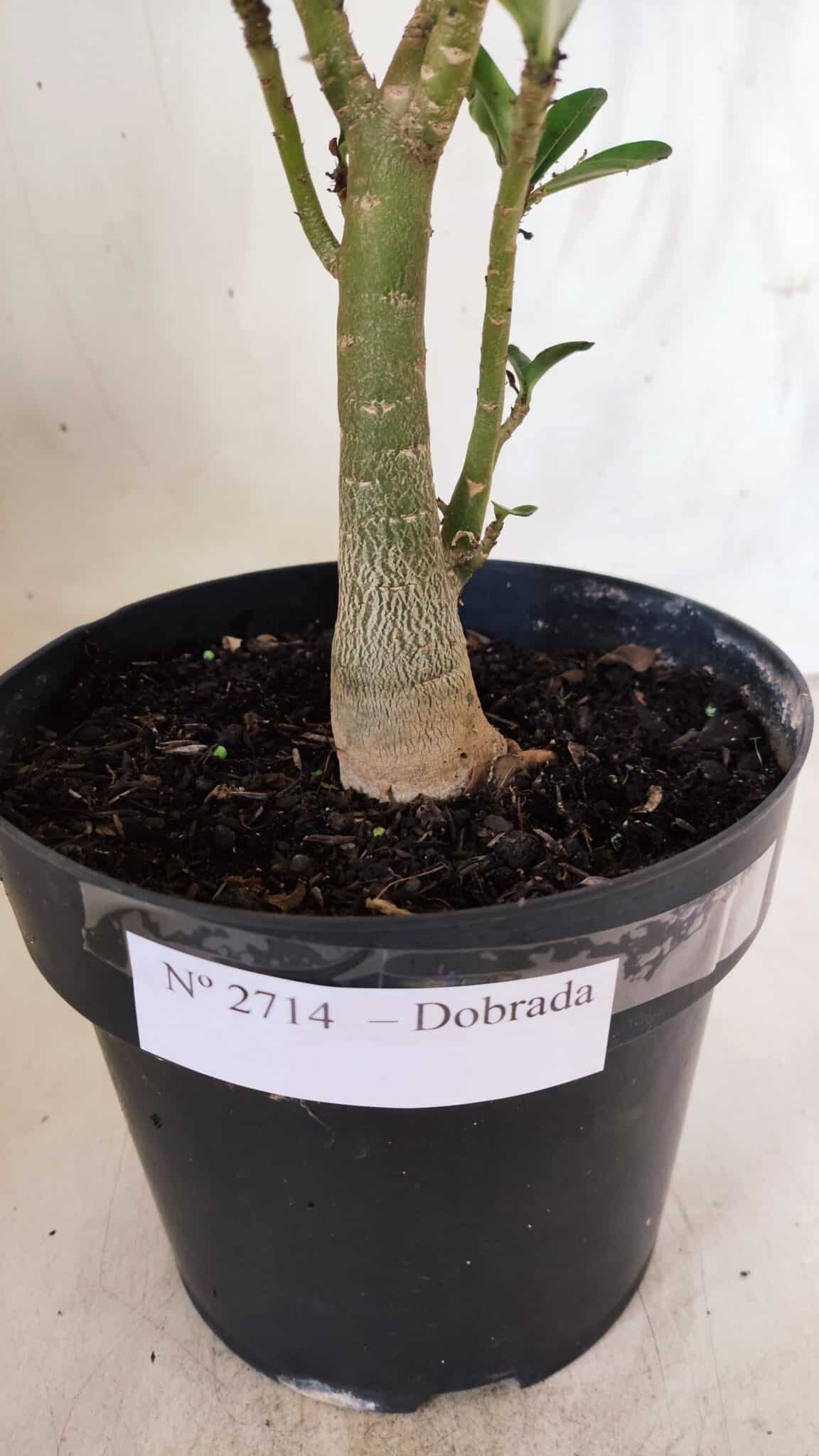 Planta Dobrada 2714  – 45cm – 03 anos