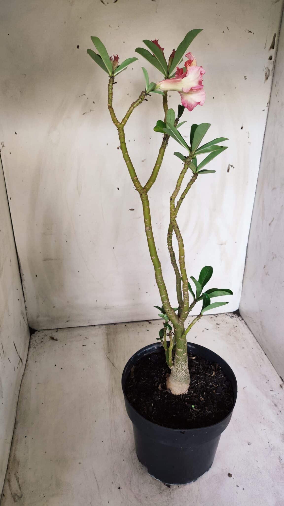 Planta Dobrada 2714  – 45cm – 03 anos