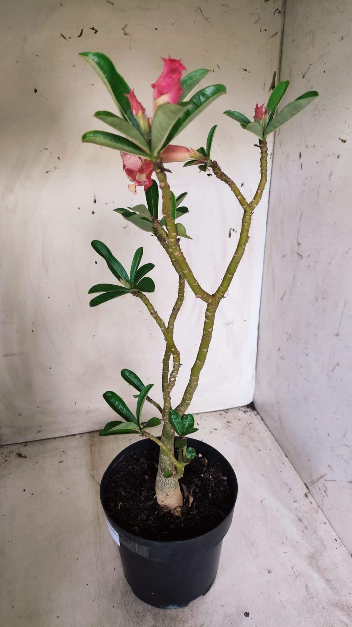 Planta Dobrada 2714  – 45cm – 03 anos