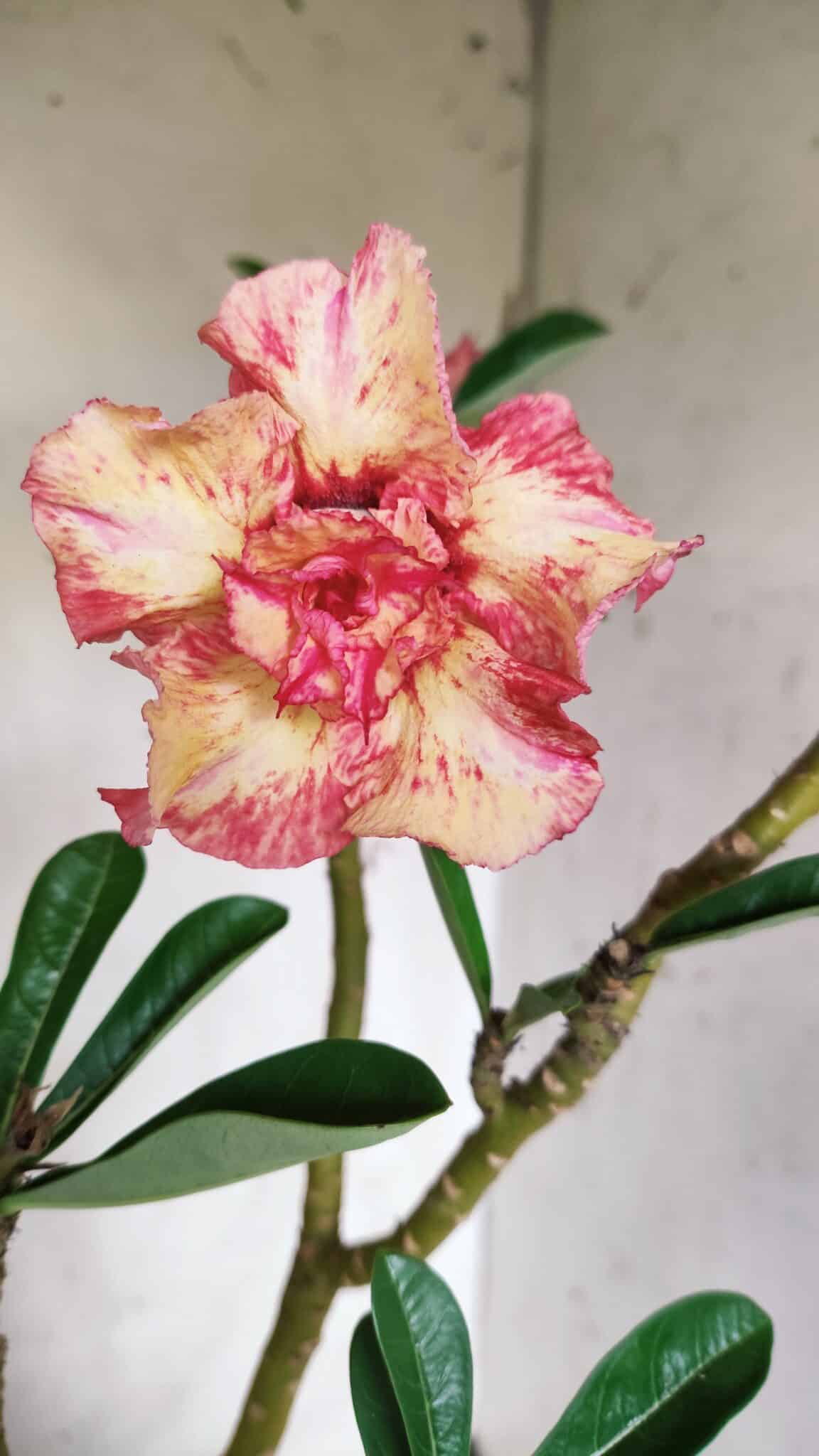 Planta Dobrada 2714  – 45cm – 03 anos