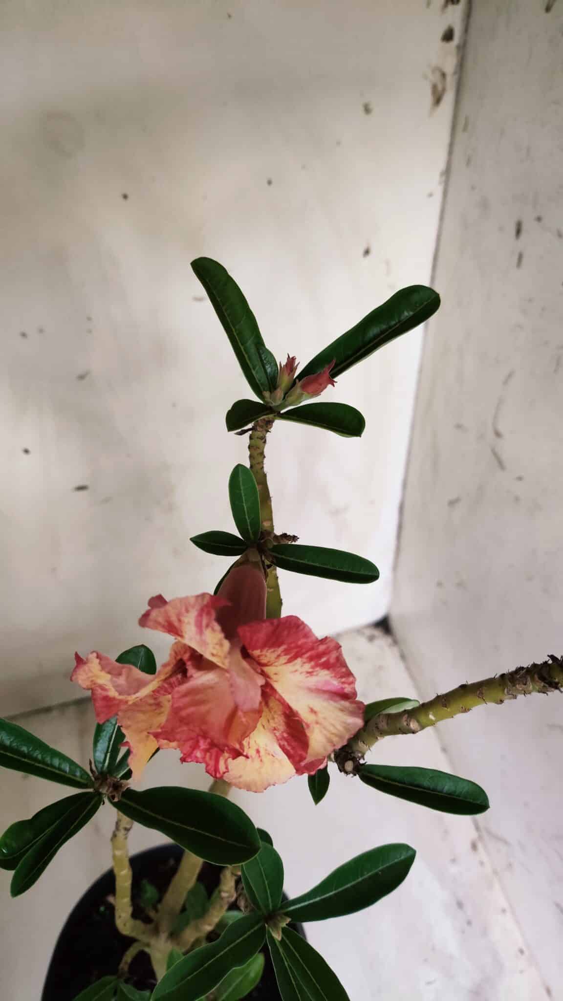 Planta Dobrada 2714  – 45cm – 03 anos