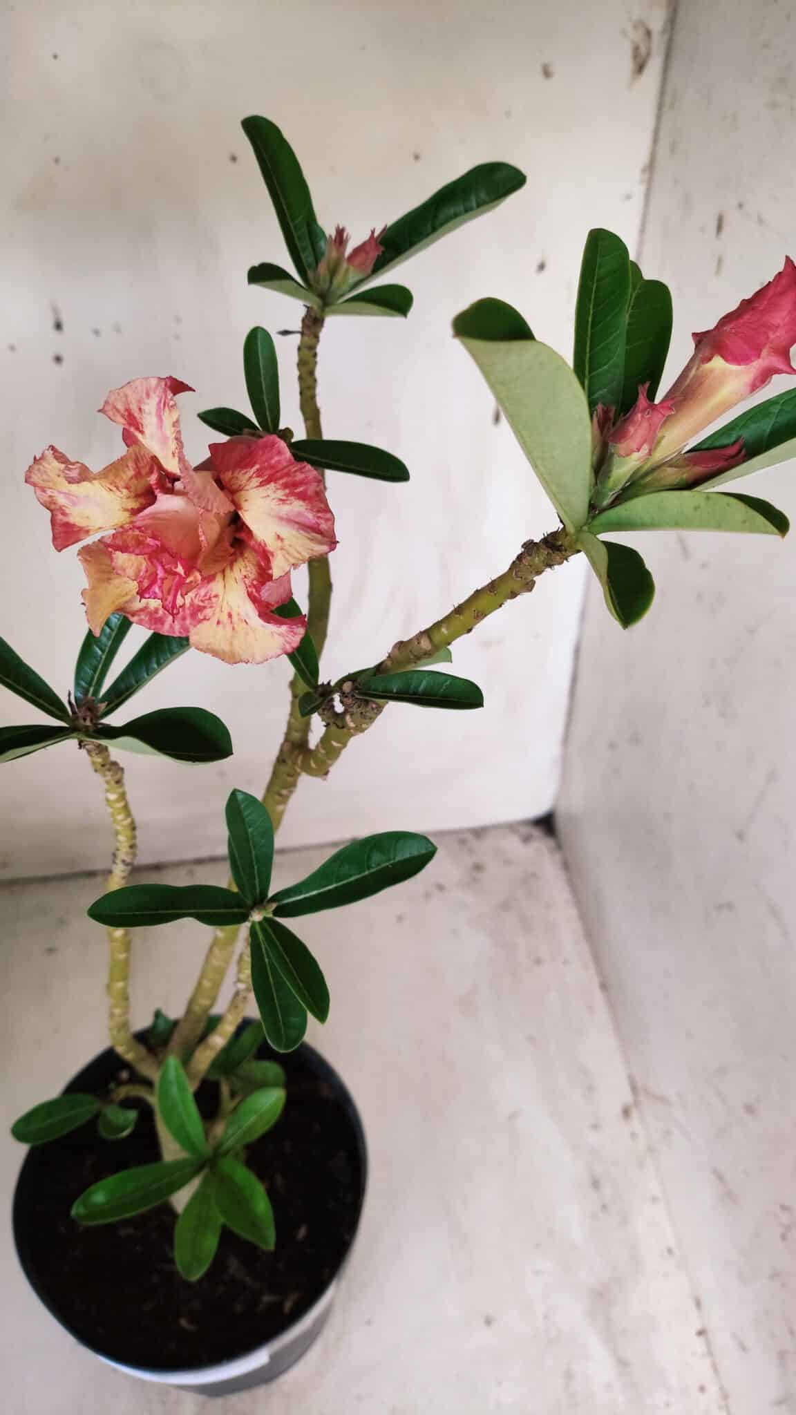 Planta Dobrada 2714  – 45cm – 03 anos