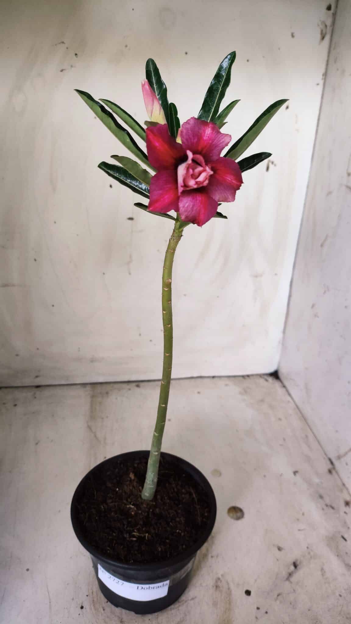 Planta Dobrada 2727  – 30cm – 02 anos