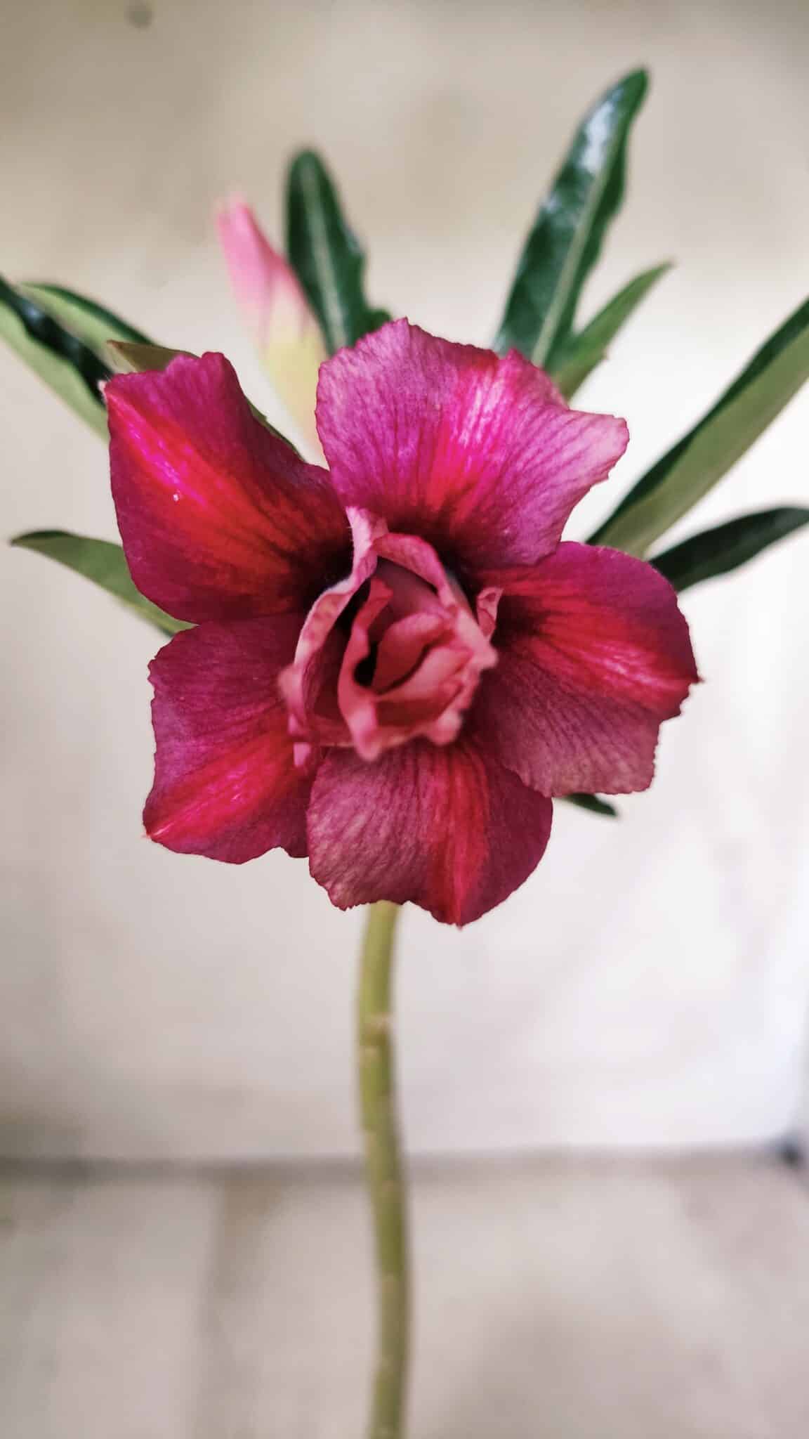 Planta Dobrada 2727  – 30cm – 02 anos