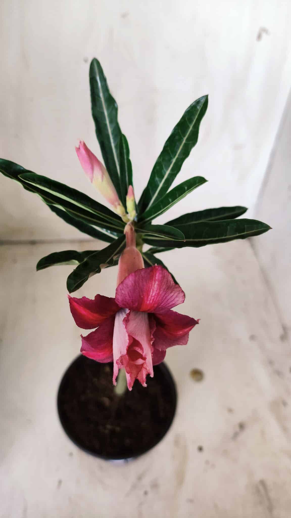 Planta Dobrada 2727  – 30cm – 02 anos