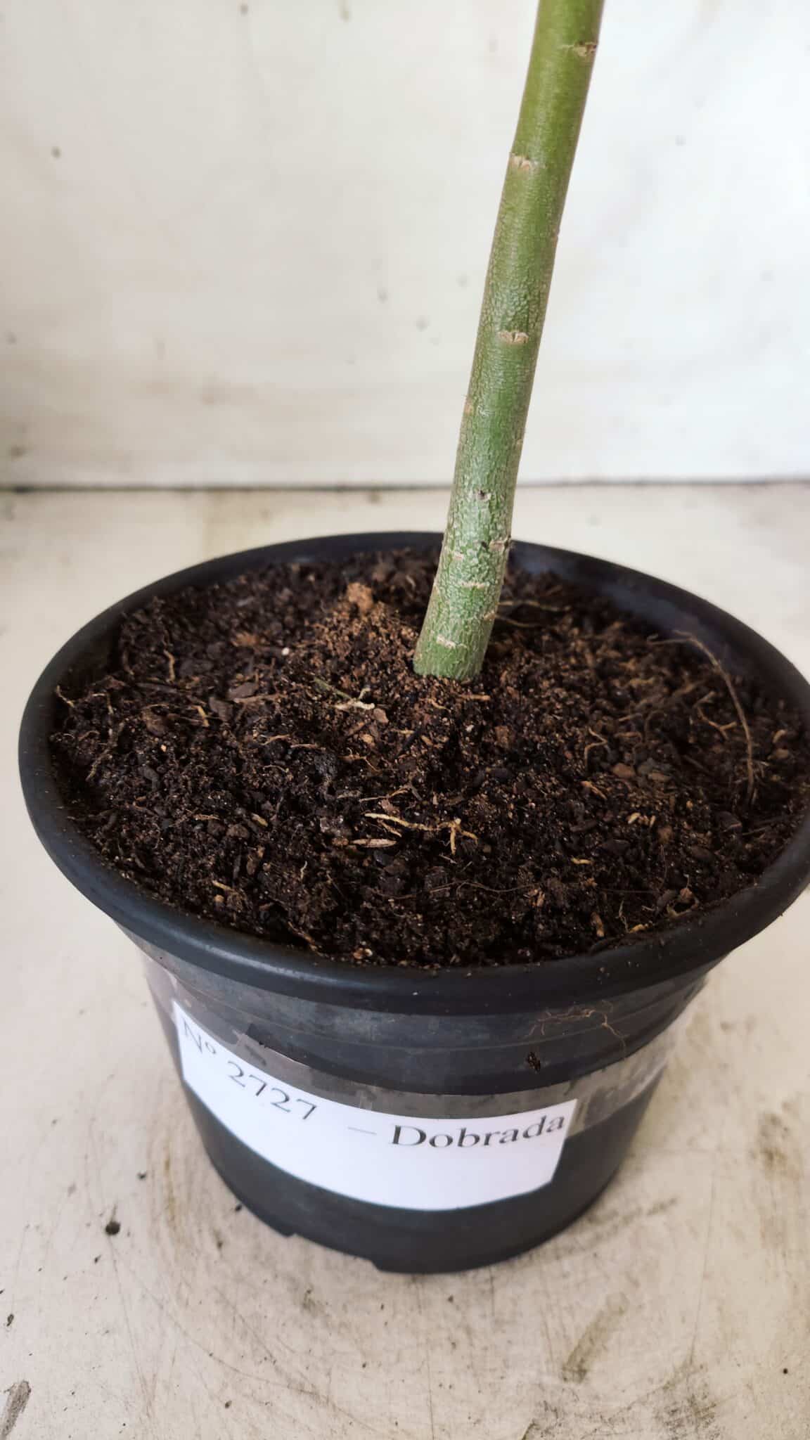 Planta Dobrada 2727  – 30cm – 02 anos