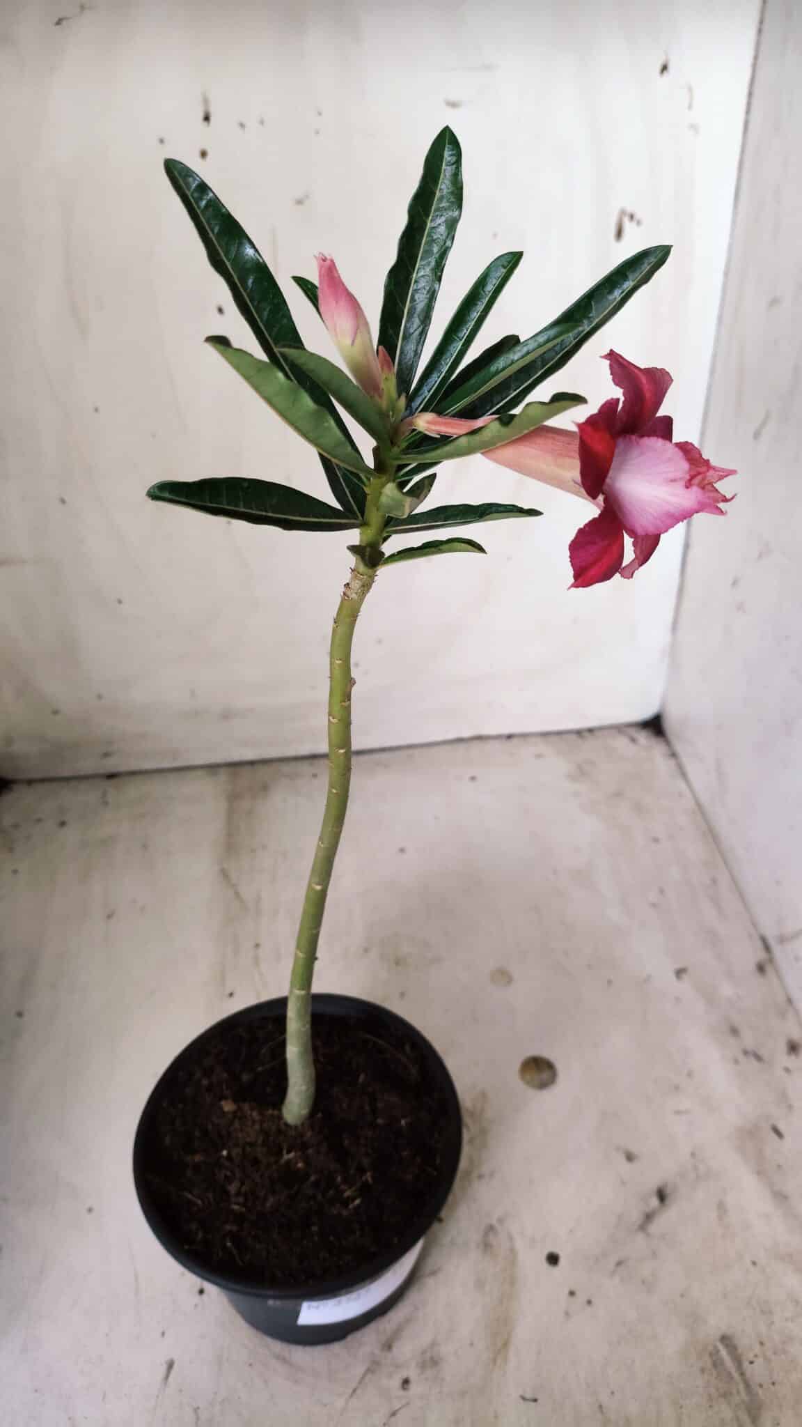Planta Dobrada 2727  – 30cm – 02 anos