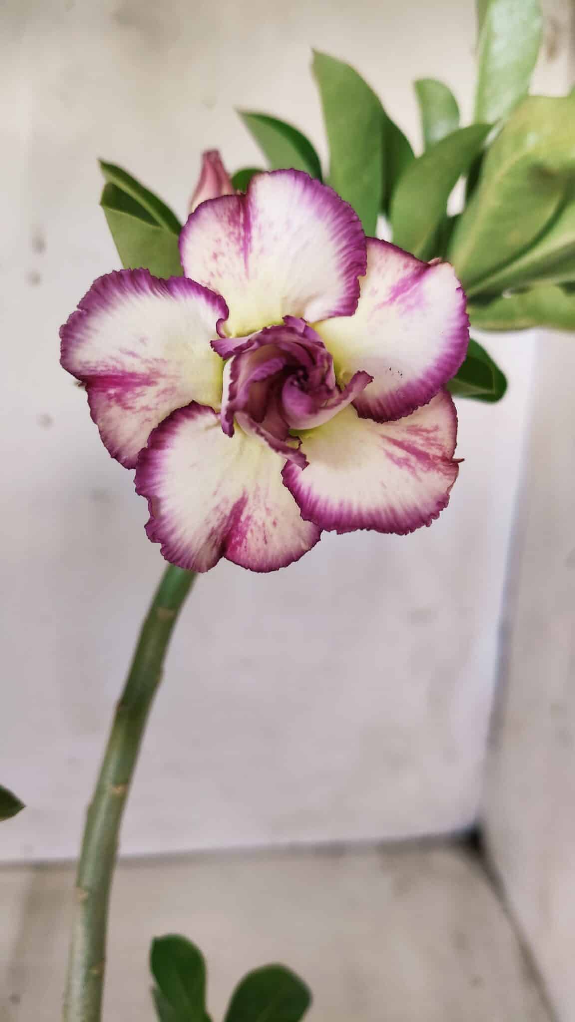 Planta Dobrada 2753 – 30cm – 02 anos
