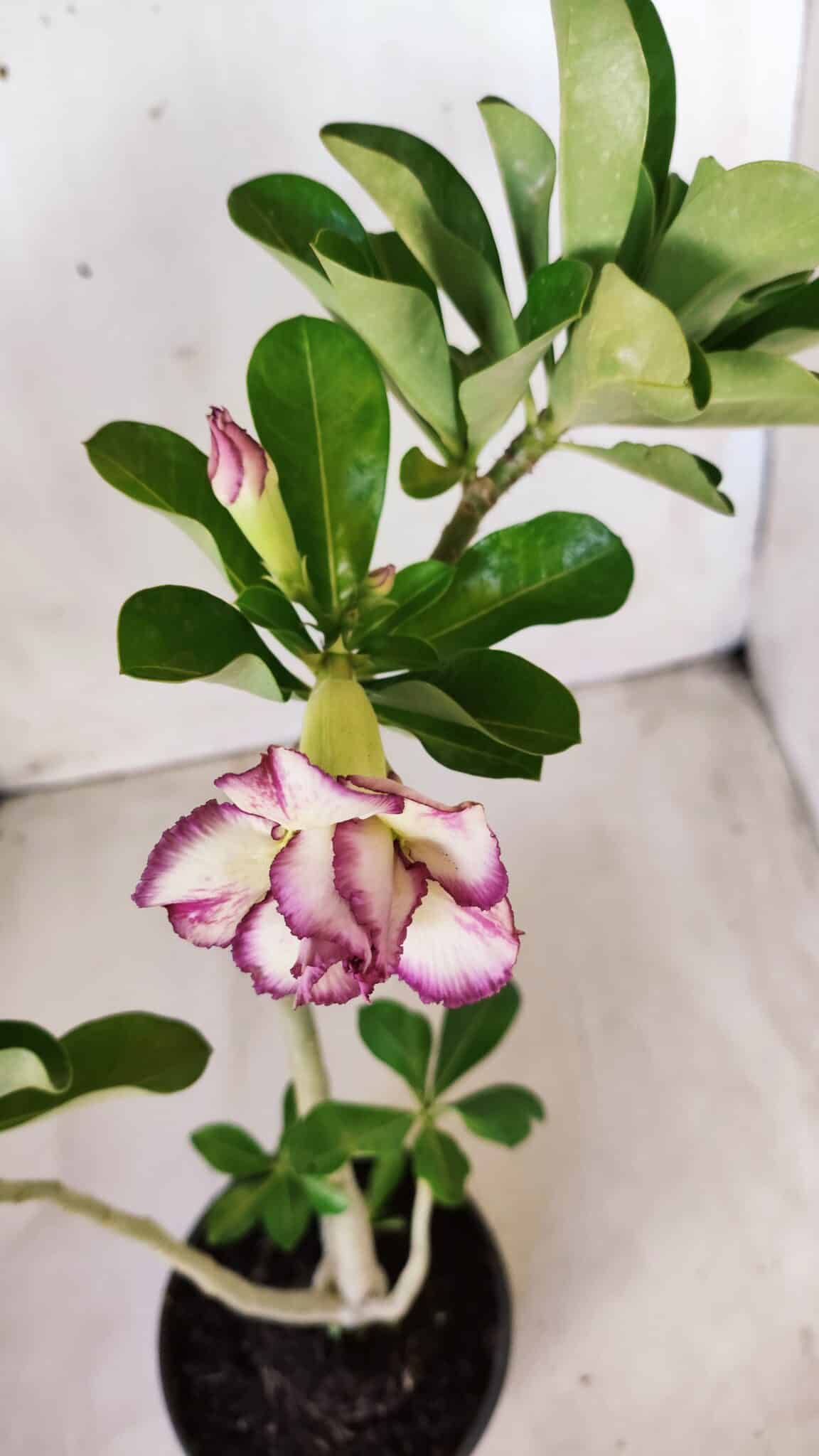 Planta Dobrada 2753 – 30cm – 02 anos